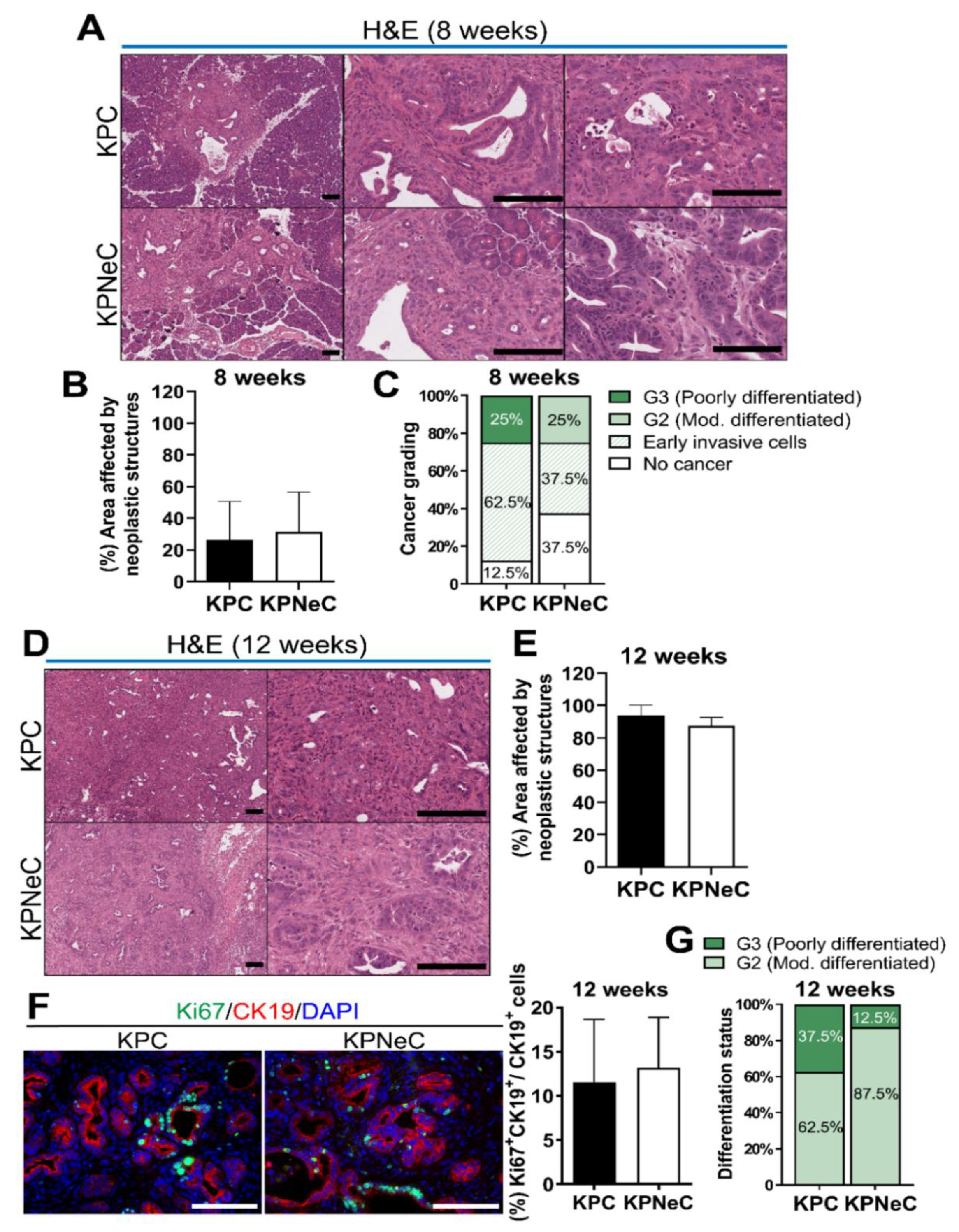 Cancers 13 04541 g001
