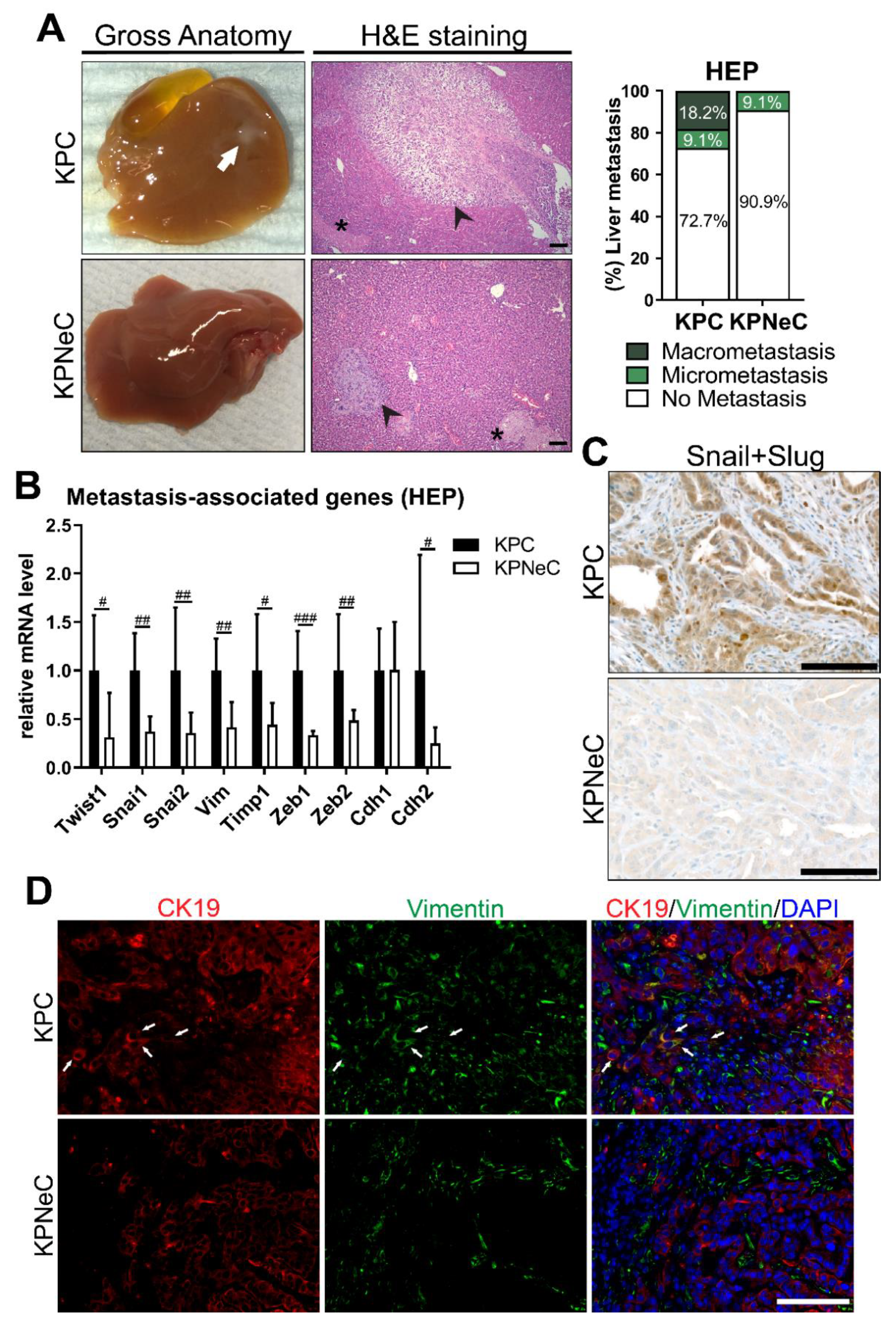 Cancers 13 04541 g003