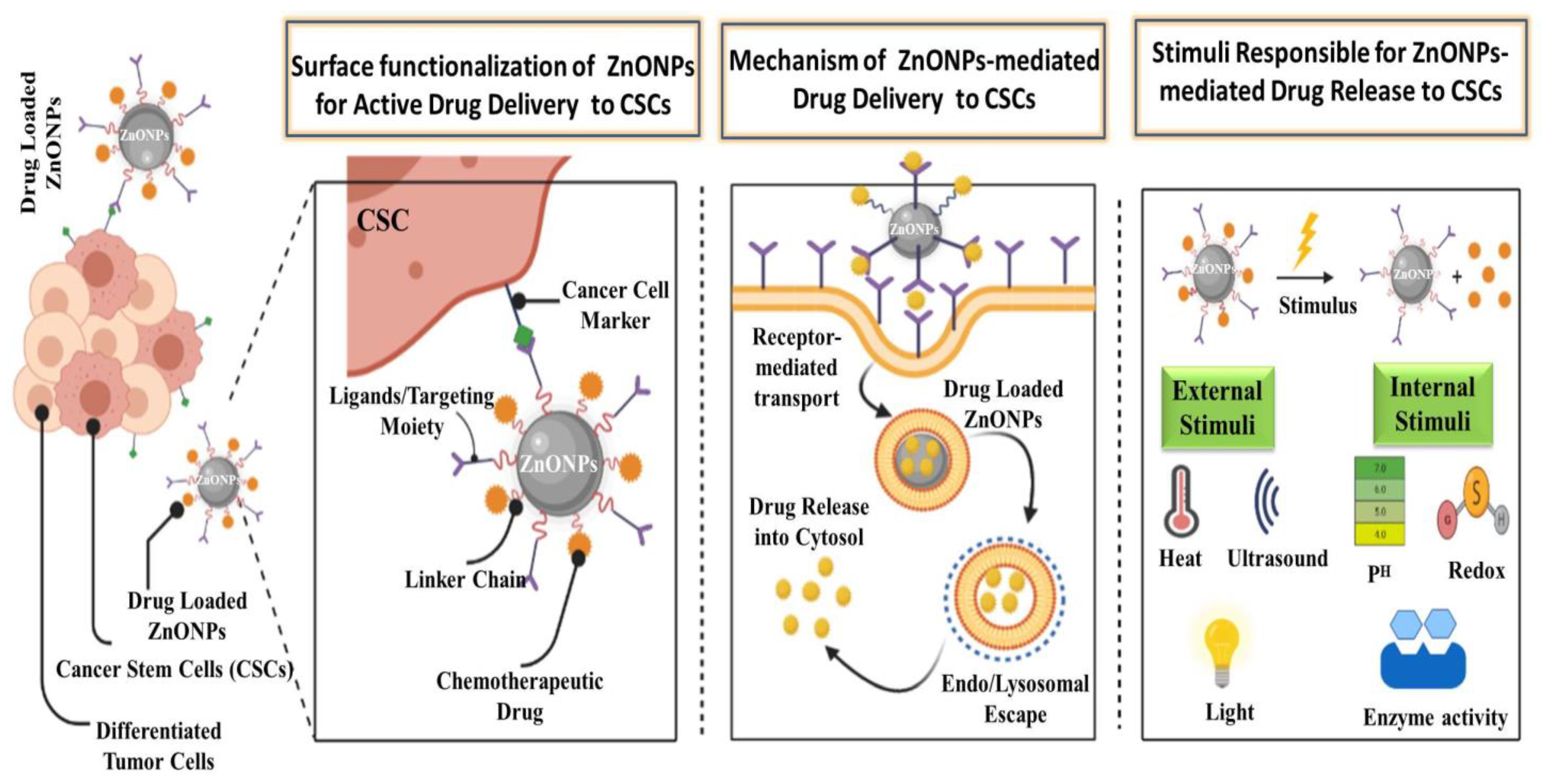 Cancers 13 04570 g004