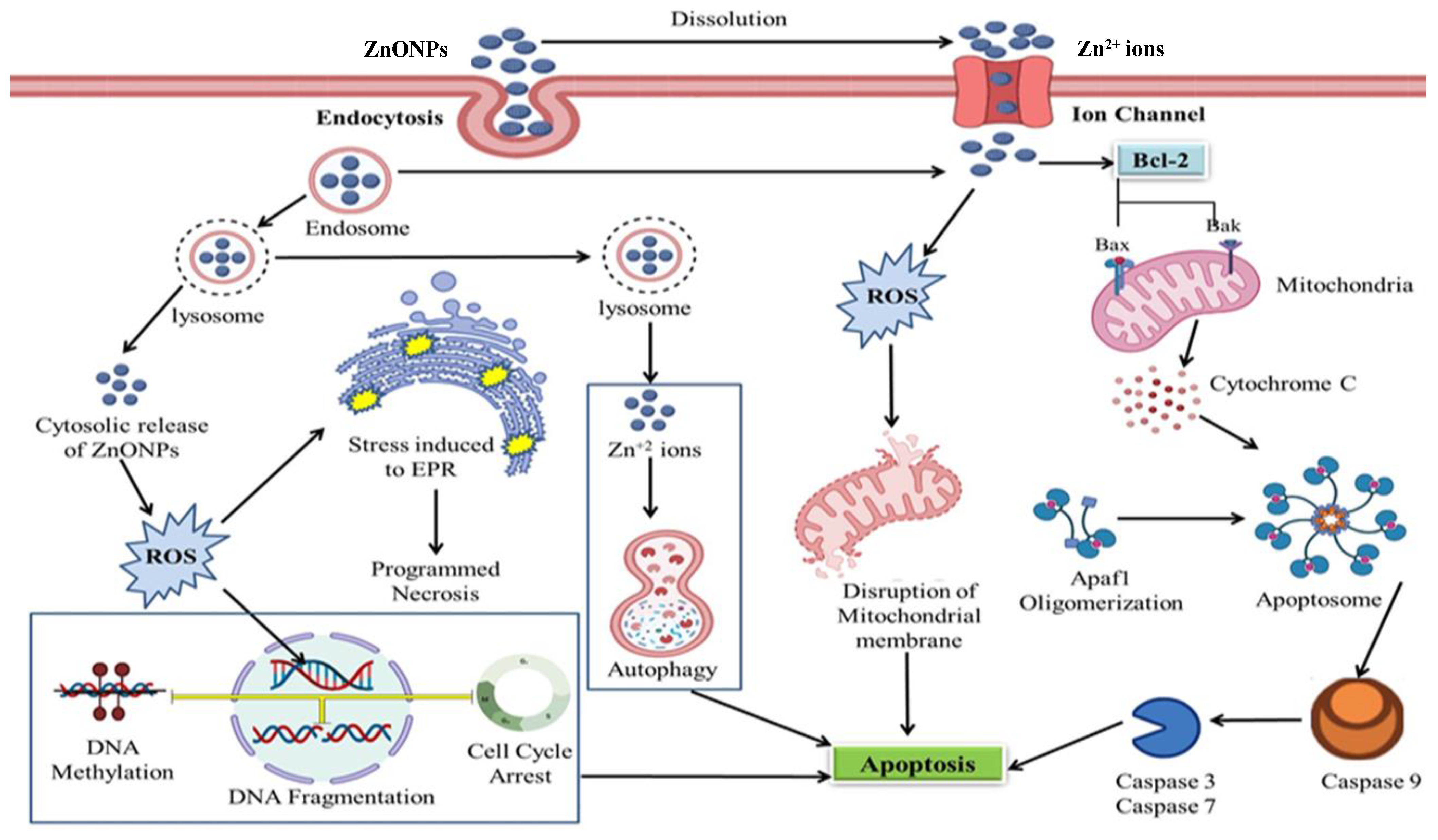 Cancers 13 04570 g005