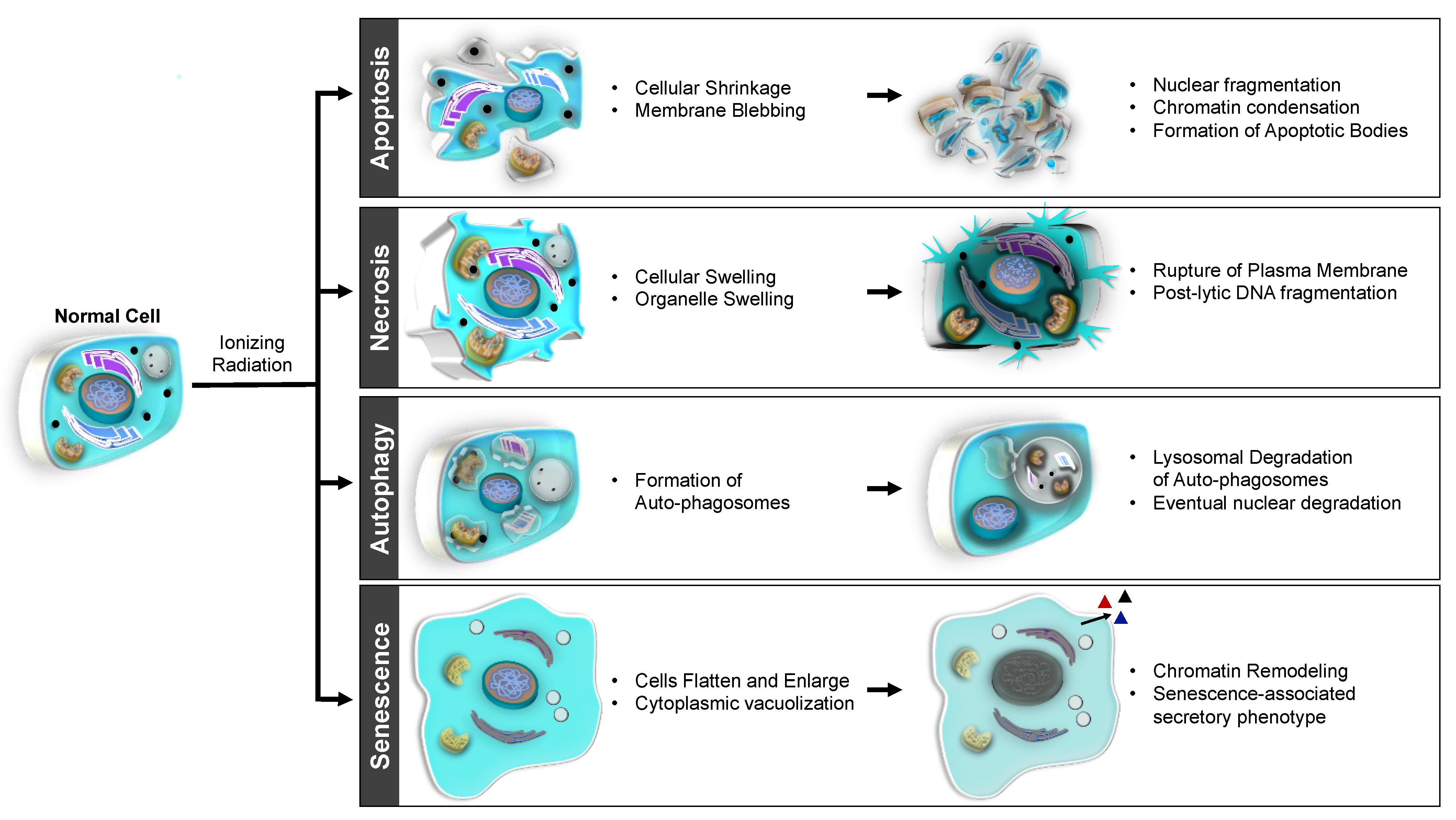 Cancers 13 04575 g003