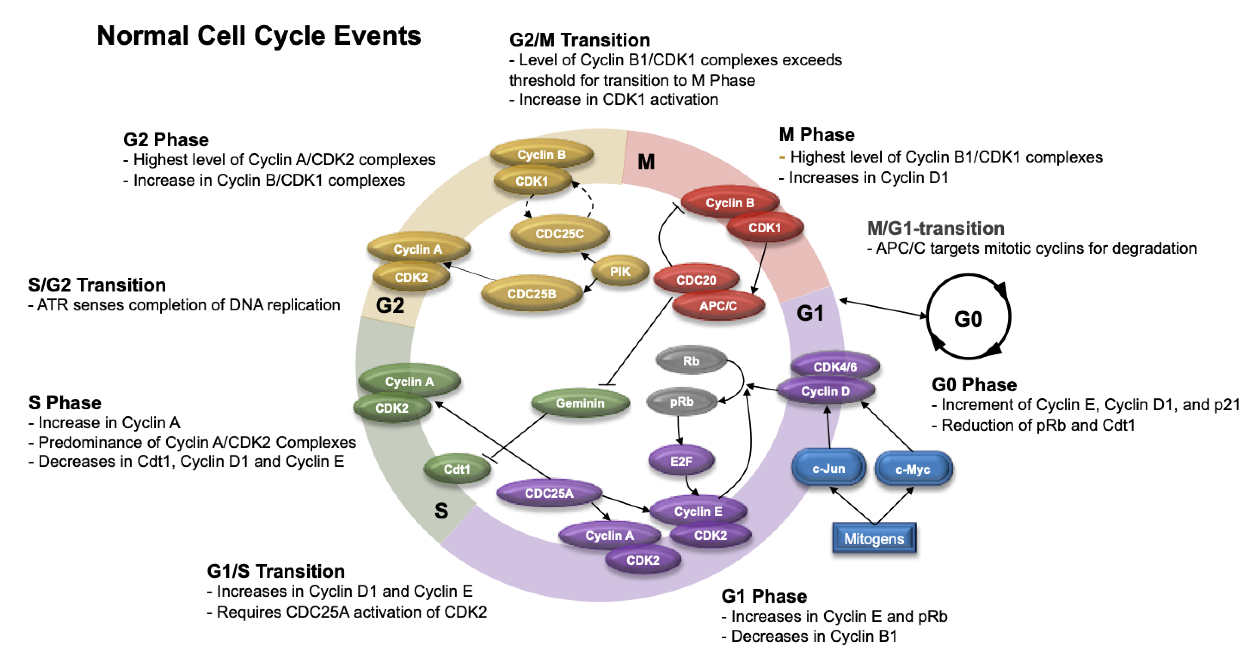 Cancers 13 04575 g004