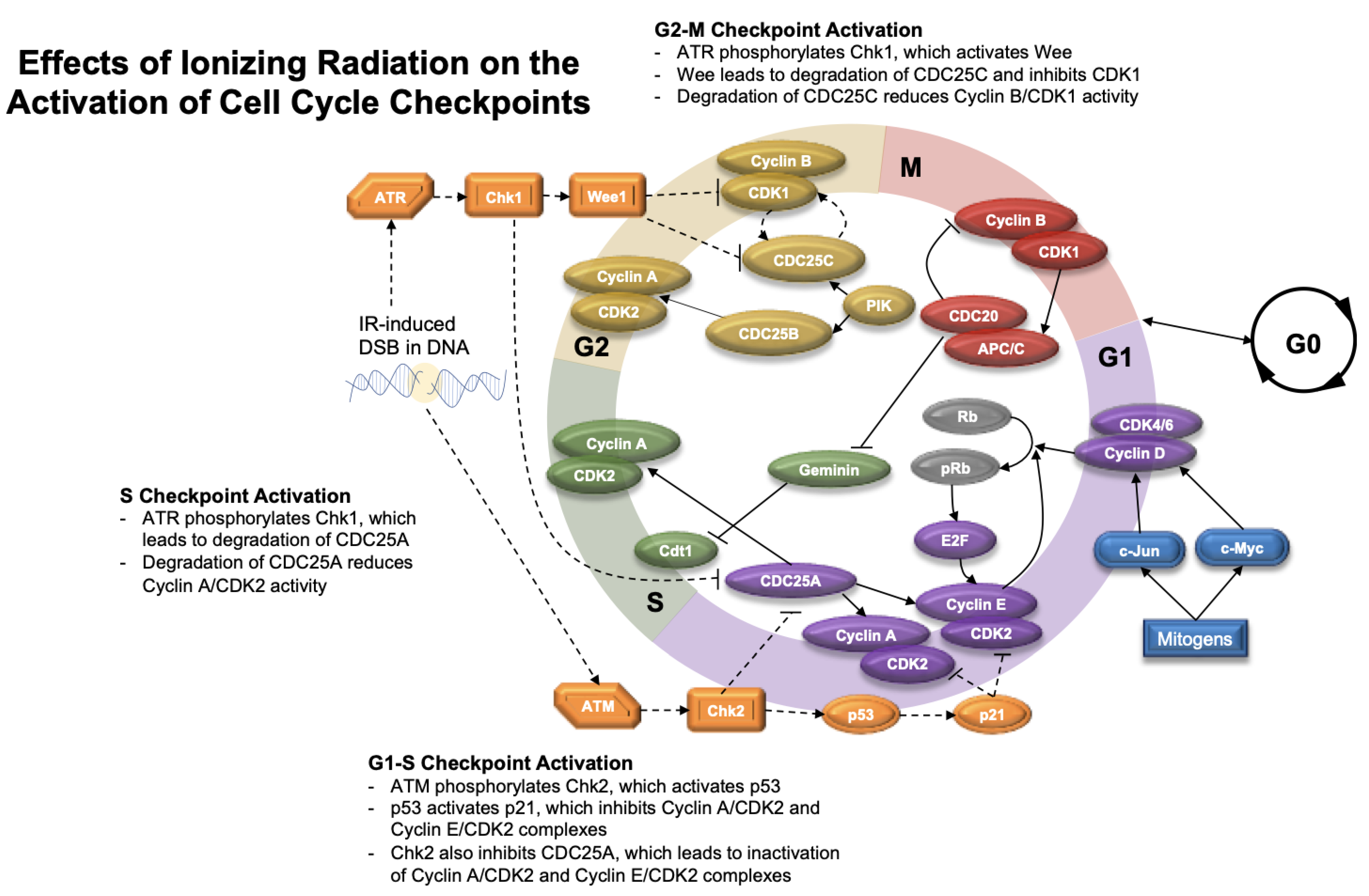 Cancers 13 04575 g005