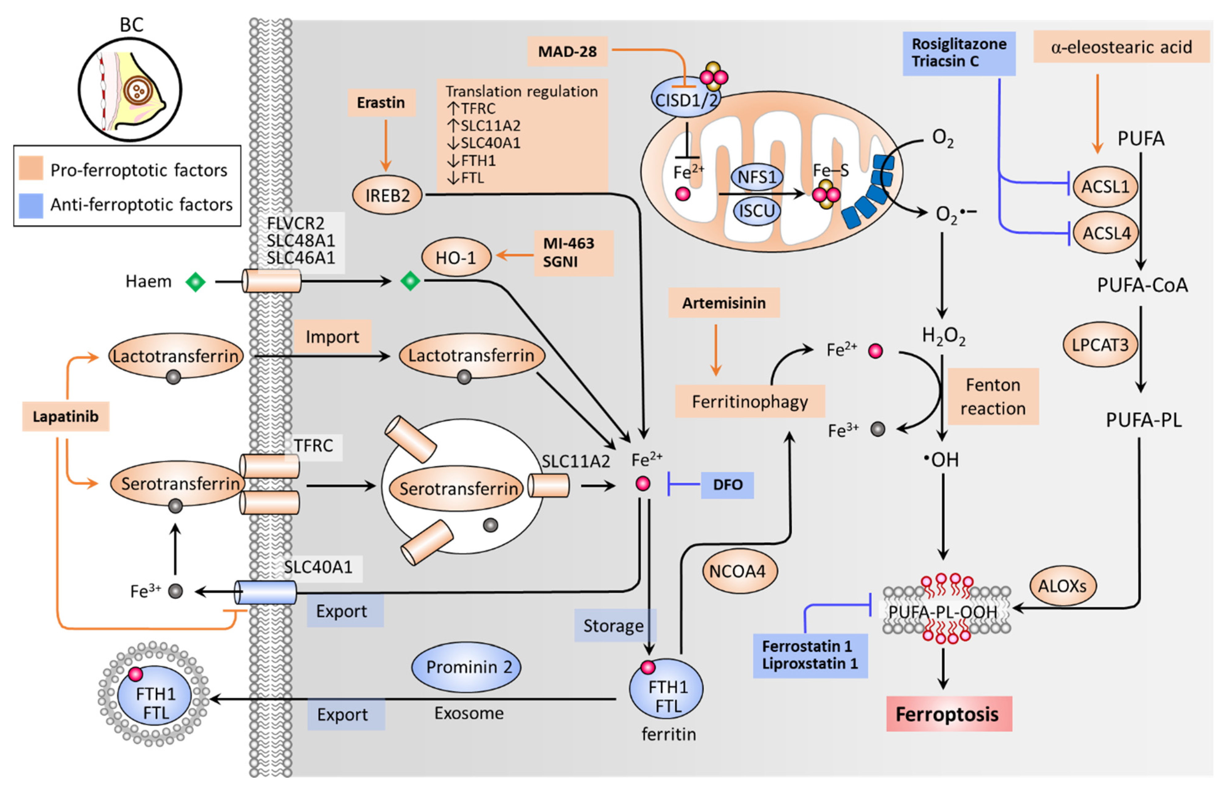 Cancers 13 04576 g001