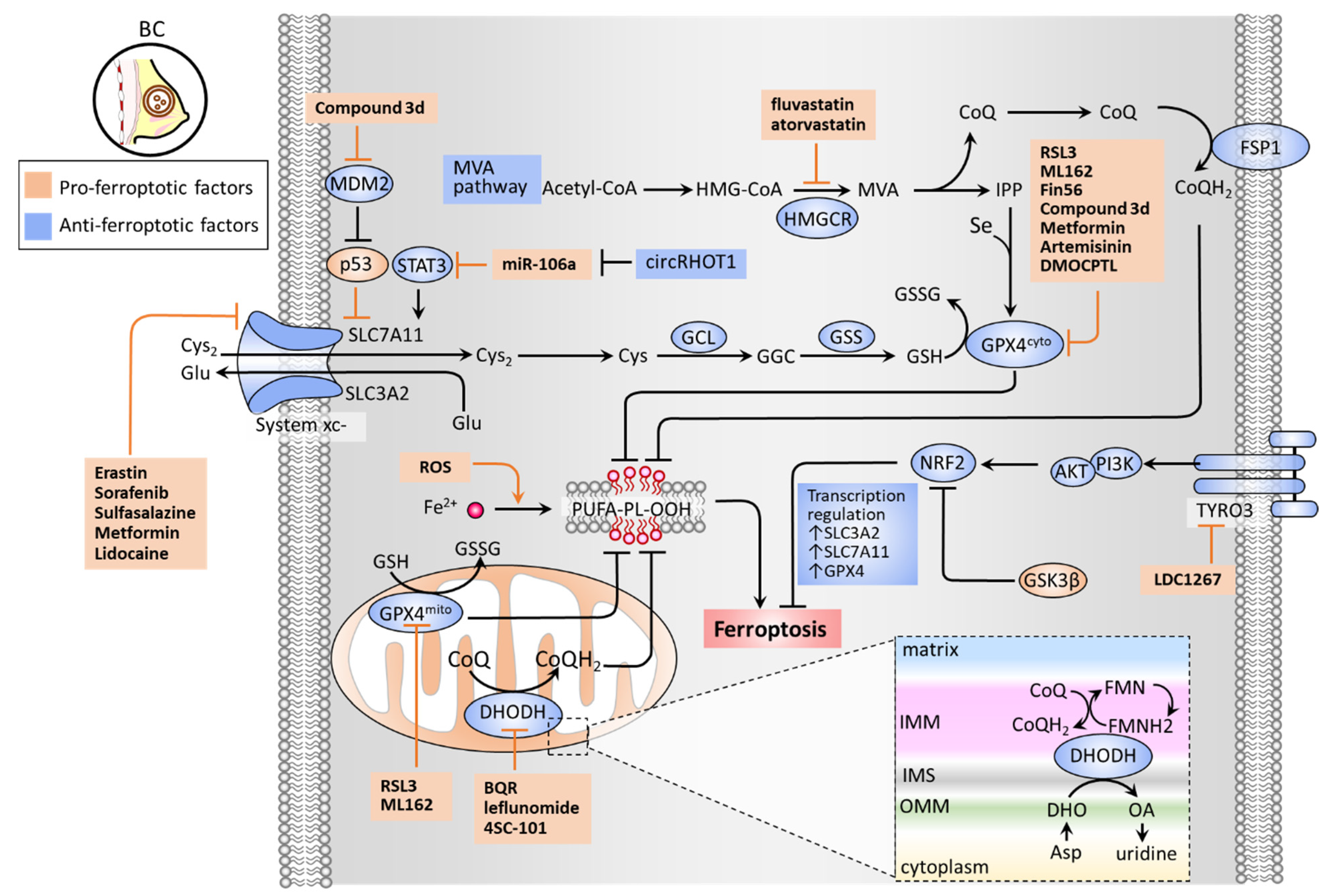Cancers 13 04576 g002