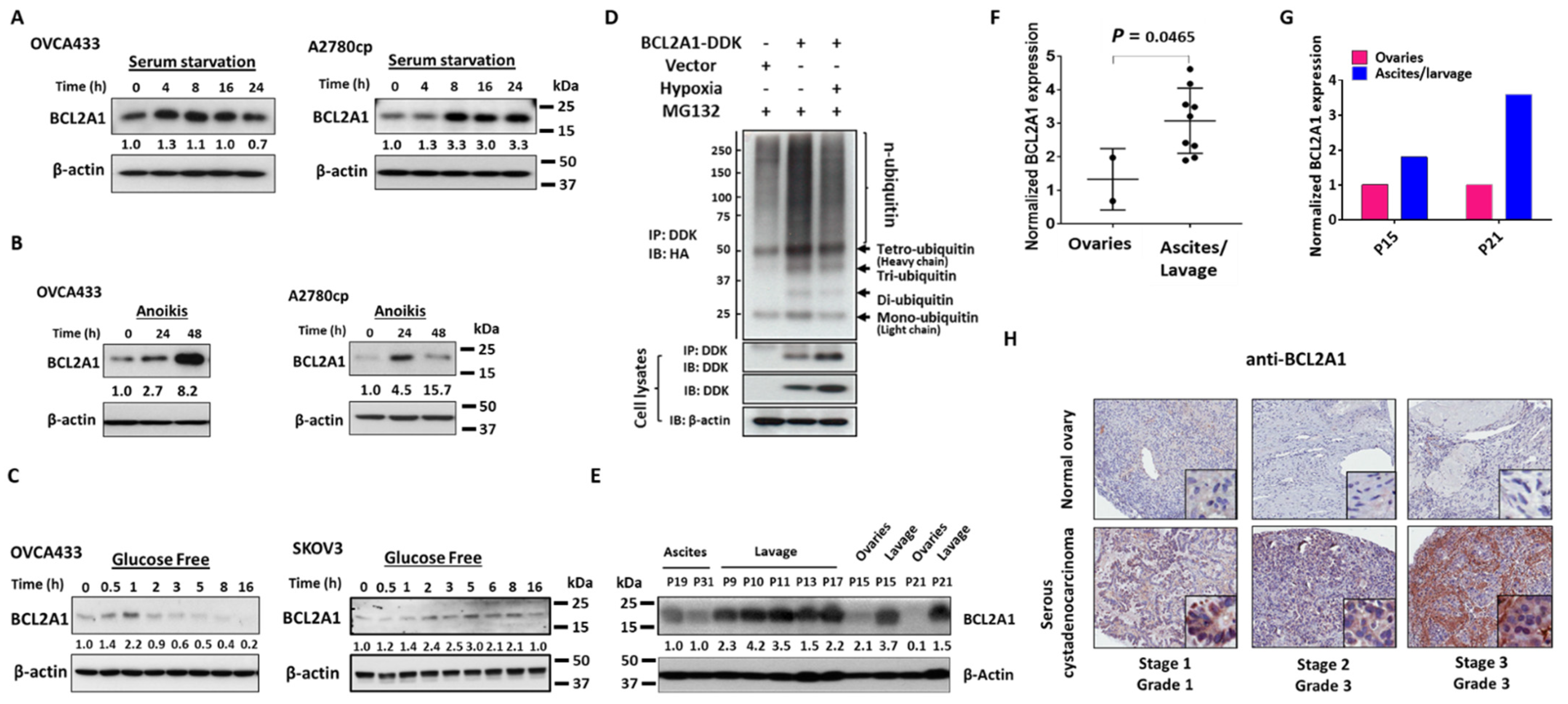 Cancers 13 04577 g003