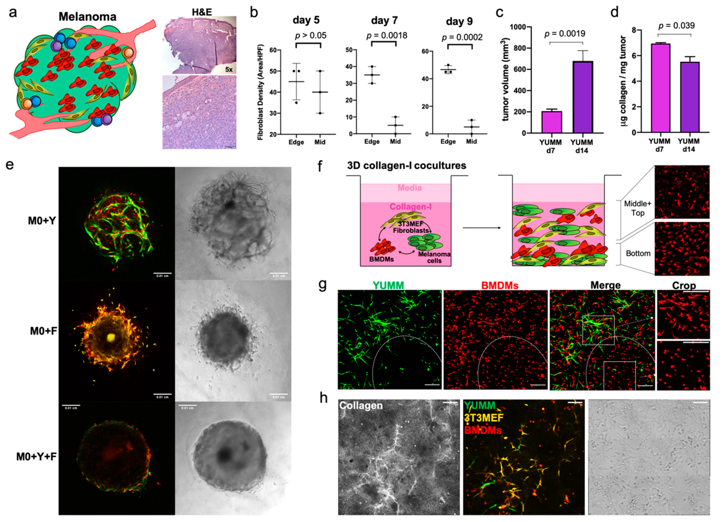 Cancers 13 04579 g002