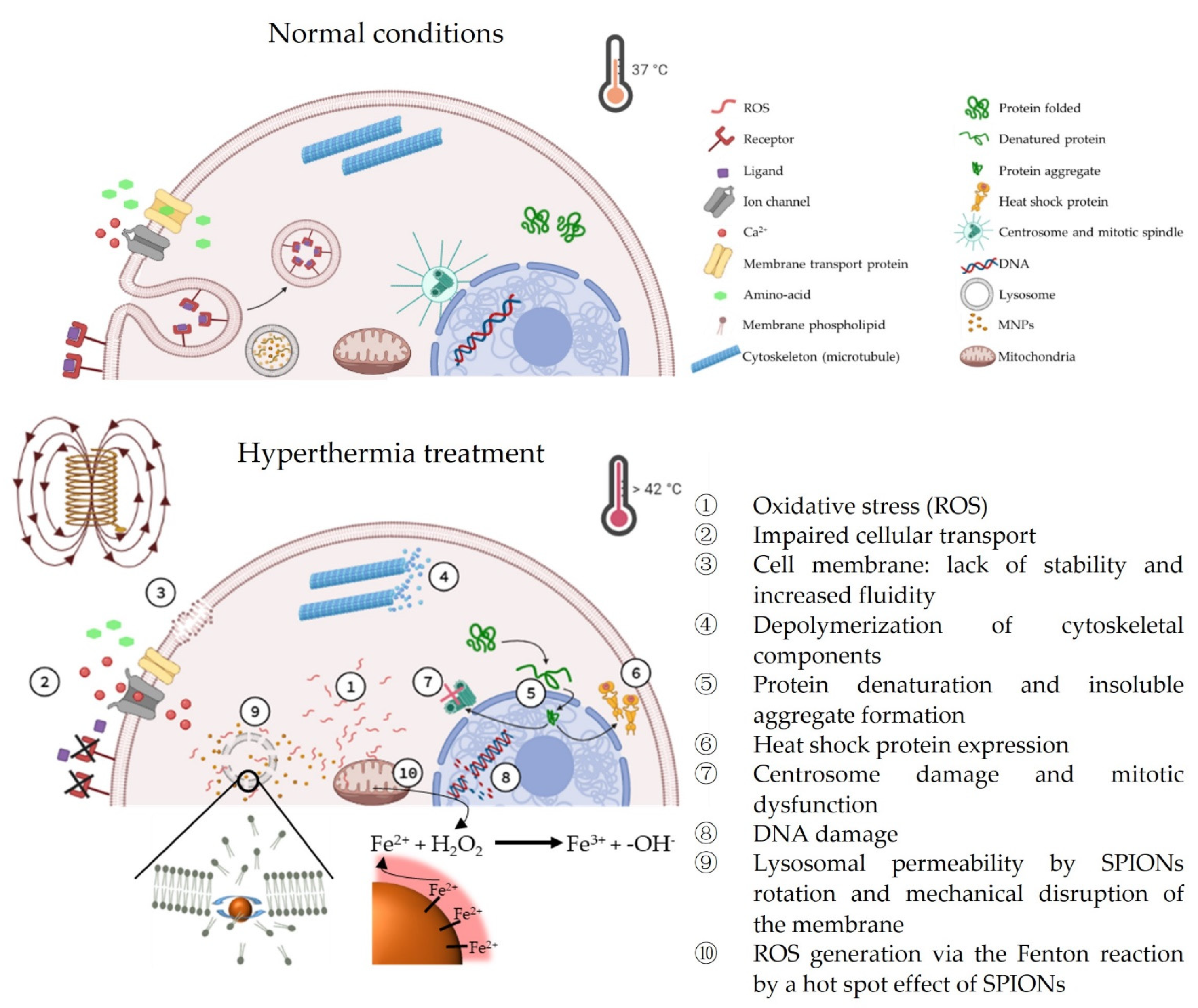 Cancers 13 04583 g003