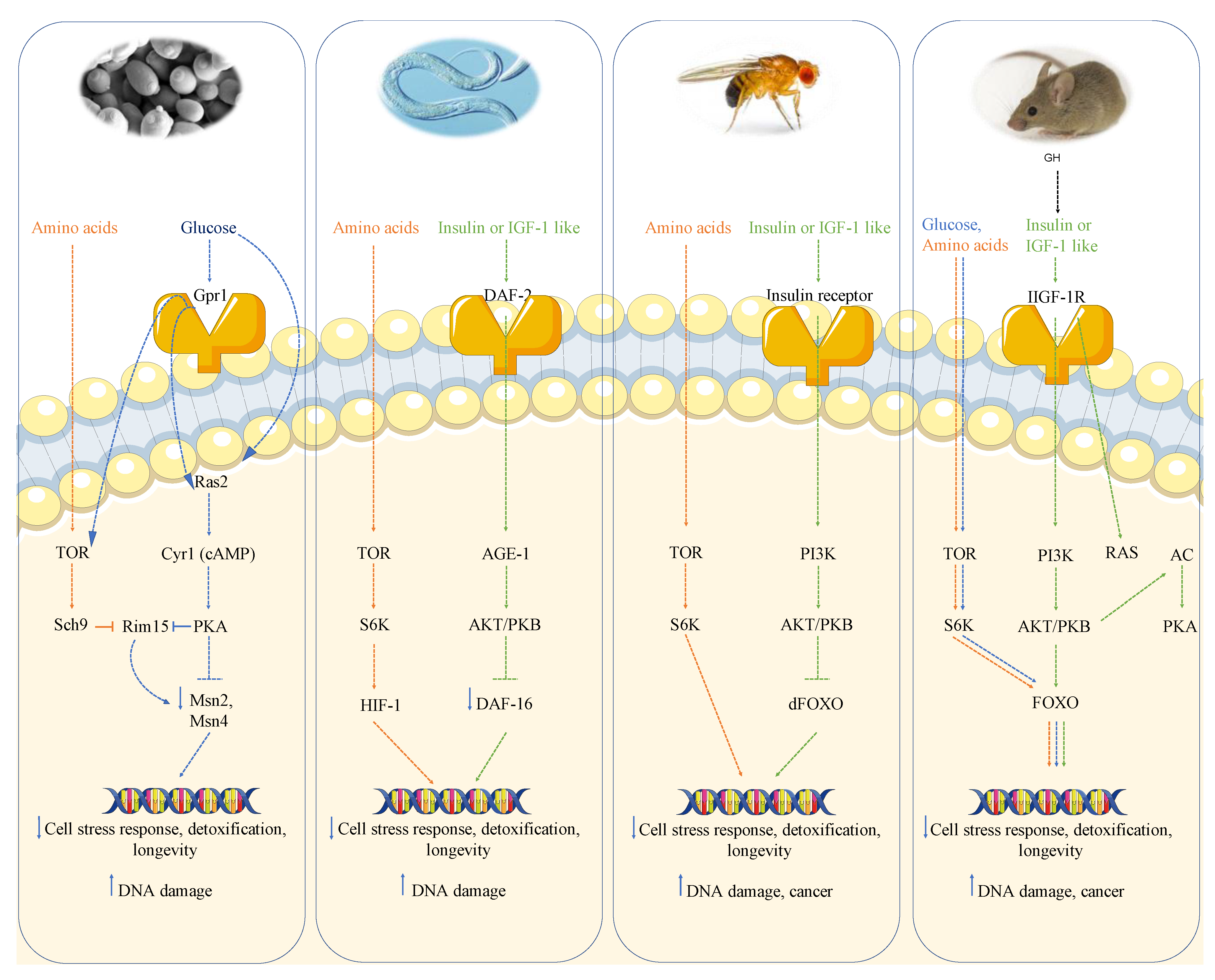 Cancers 13 04587 g001