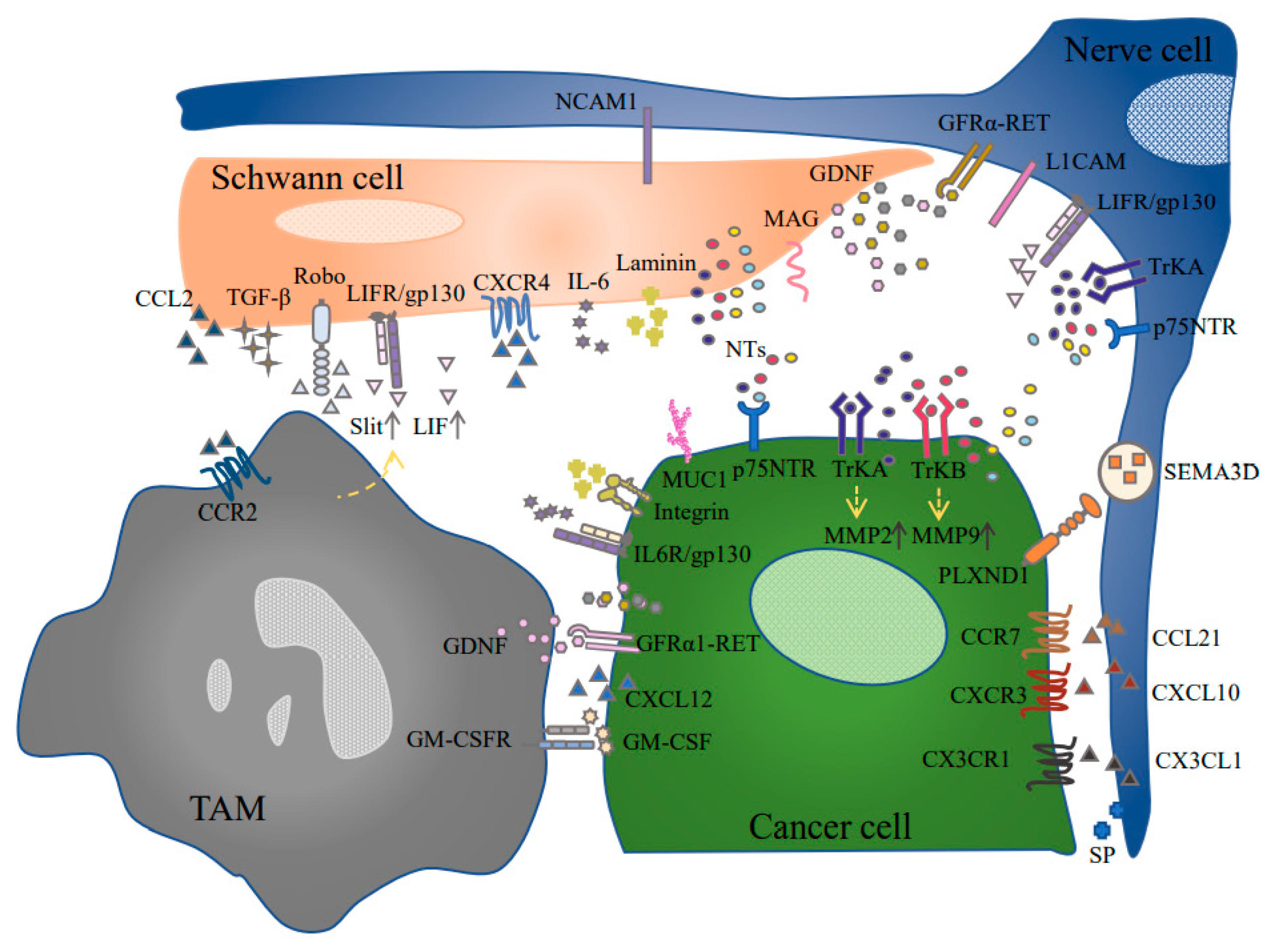 Cancers 13 04594 g001