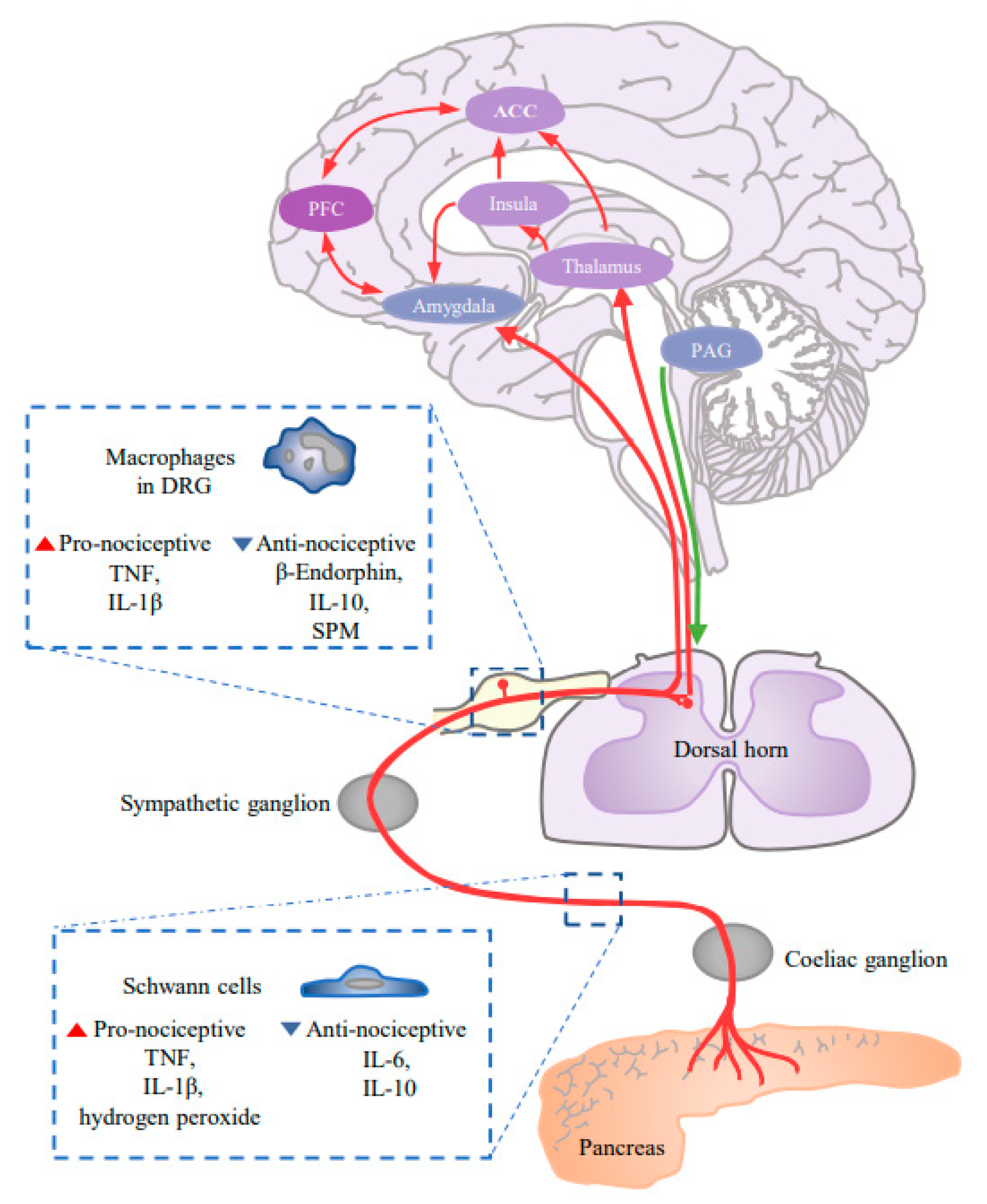Cancers 13 04594 g002