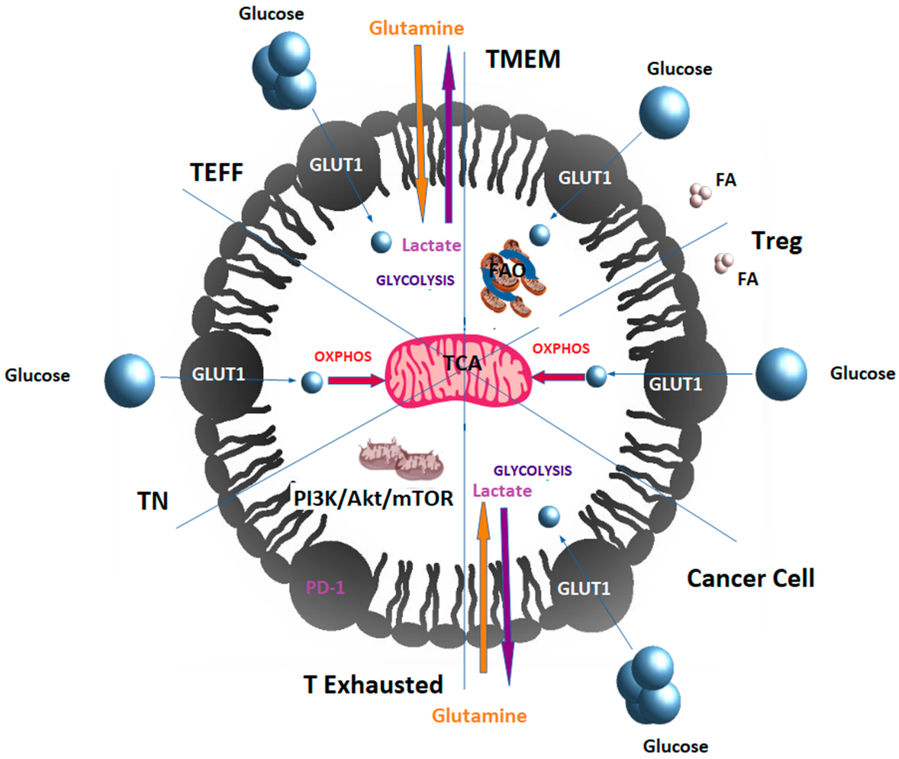 Cancers 13 04609 g002