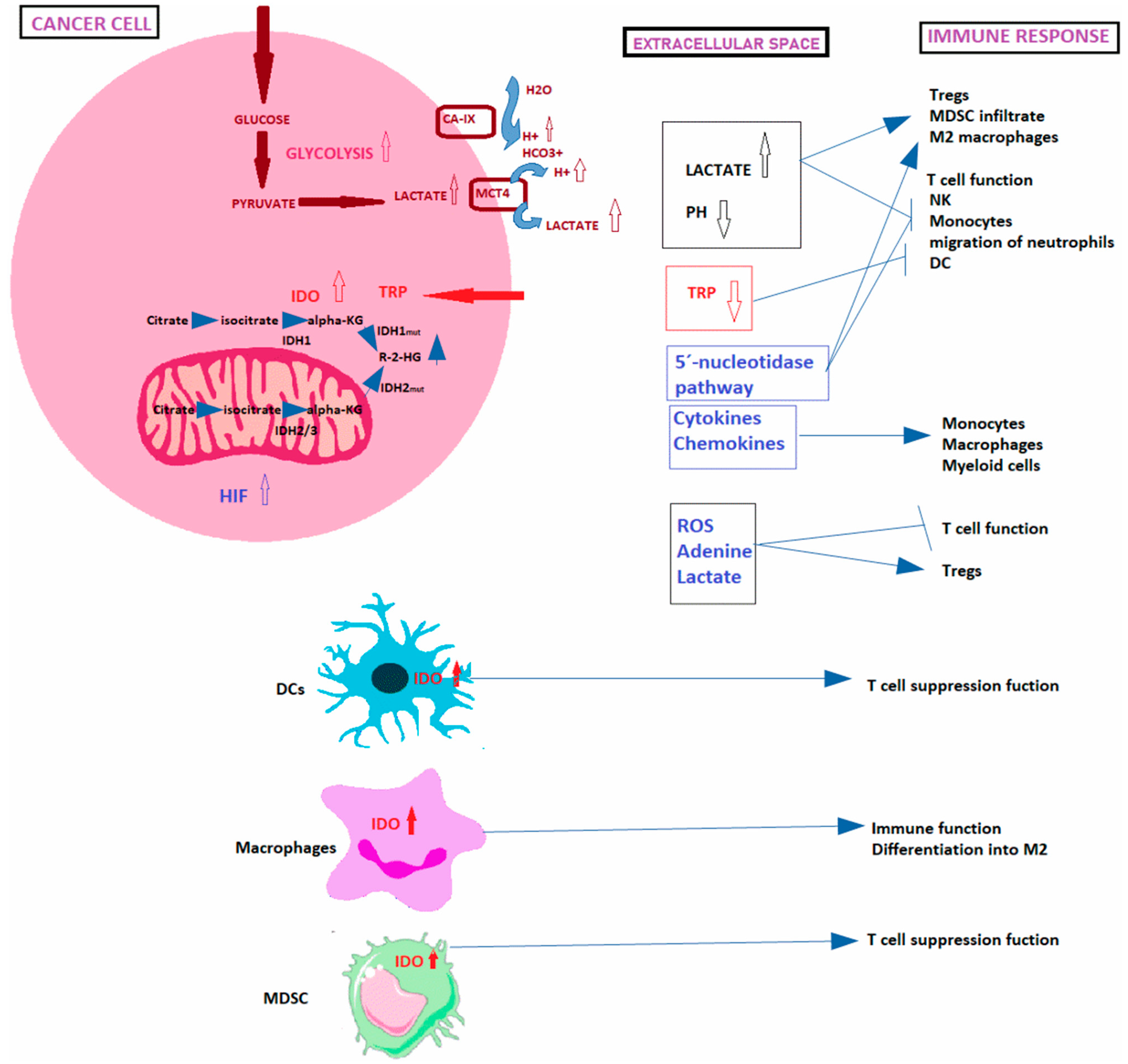 Cancers 13 04609 g003