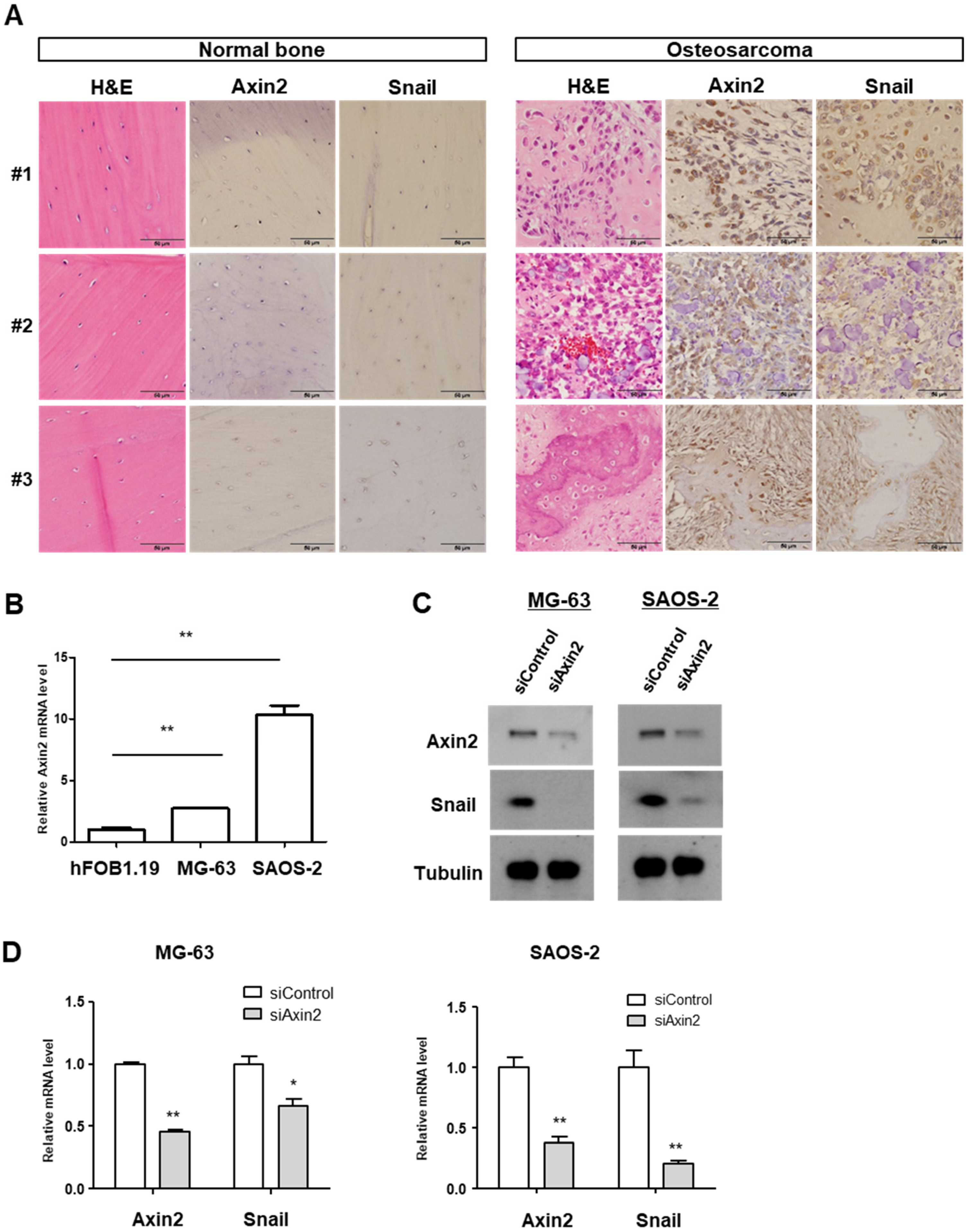 Cancers 13 04630 g001