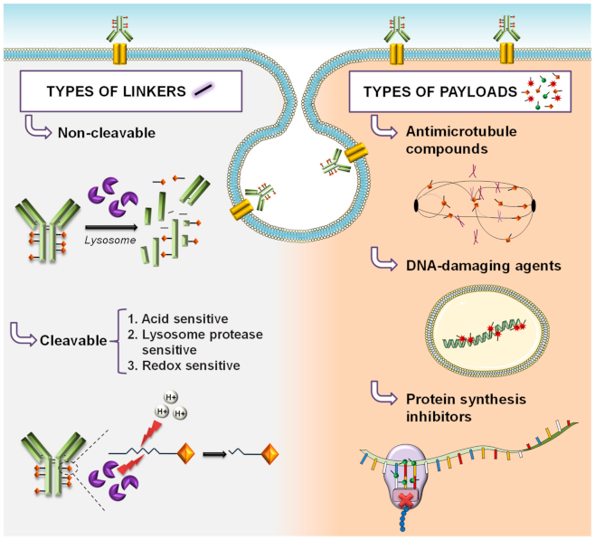 Cancers 13 04631 g002