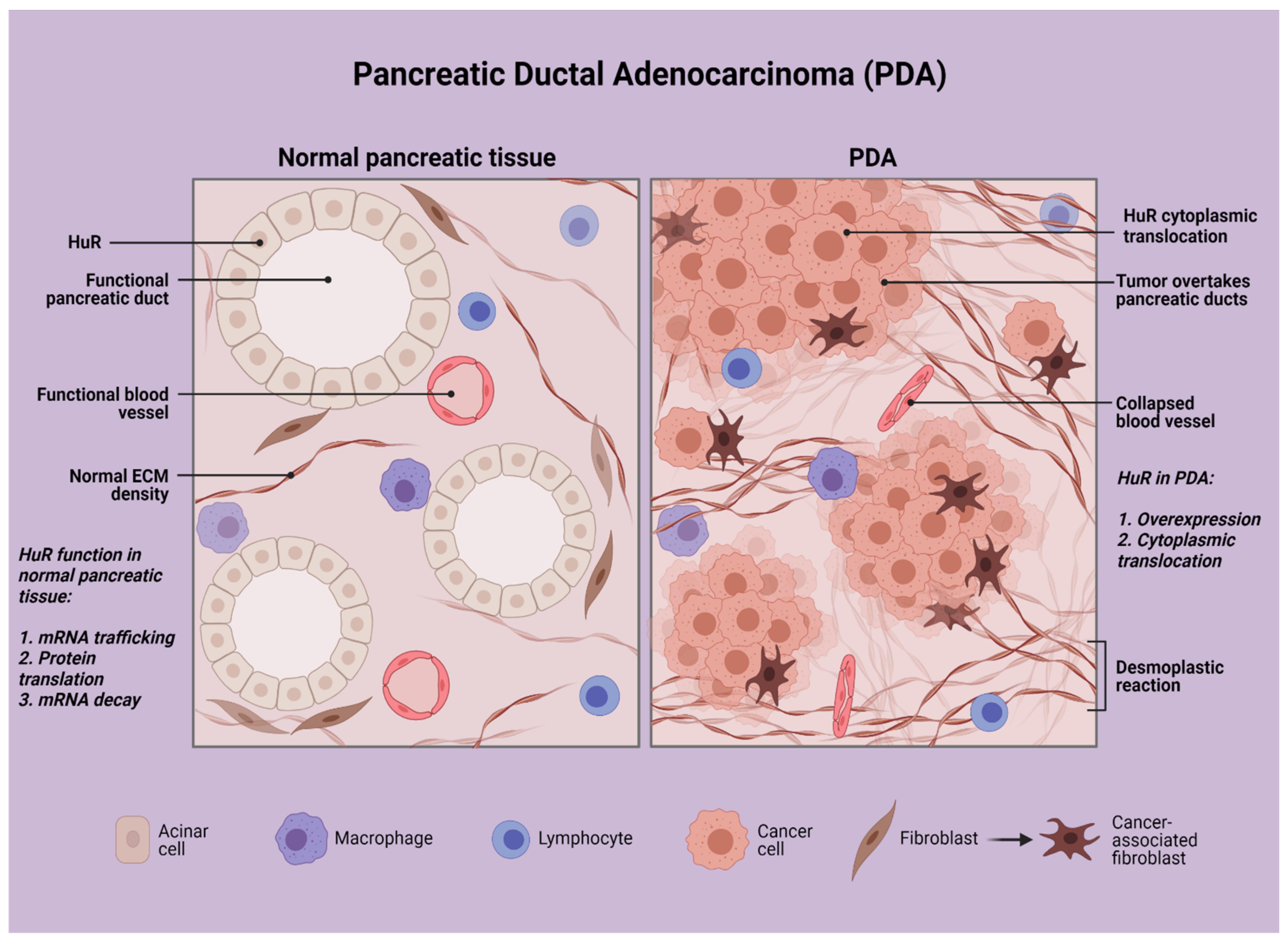 Cancers 13 04634 g001