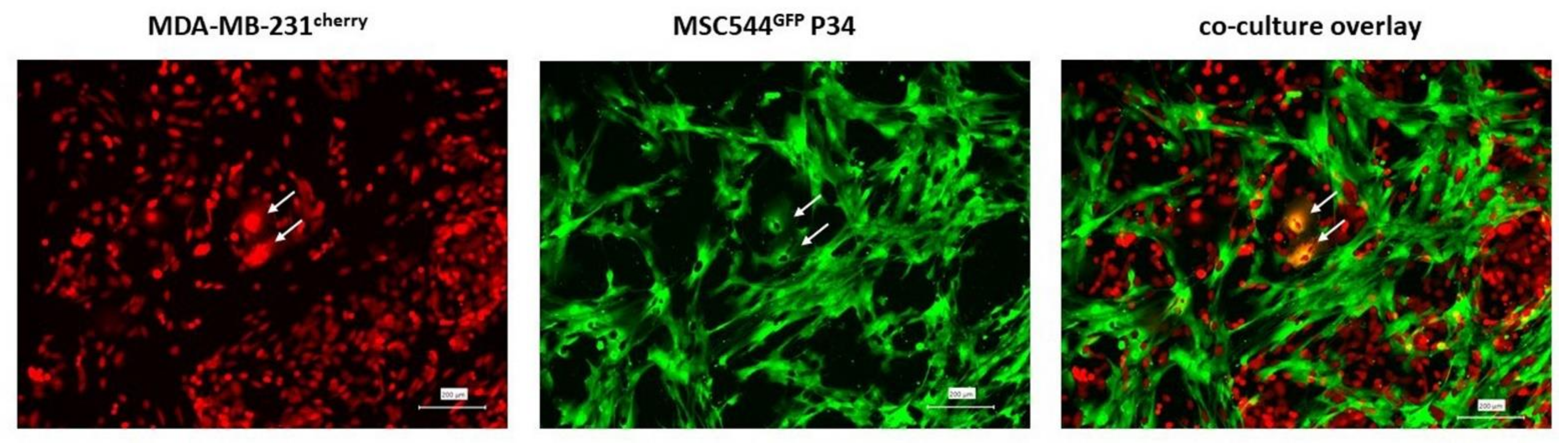 Cancers 13 04636 g001 Cancers 13 04636 g001