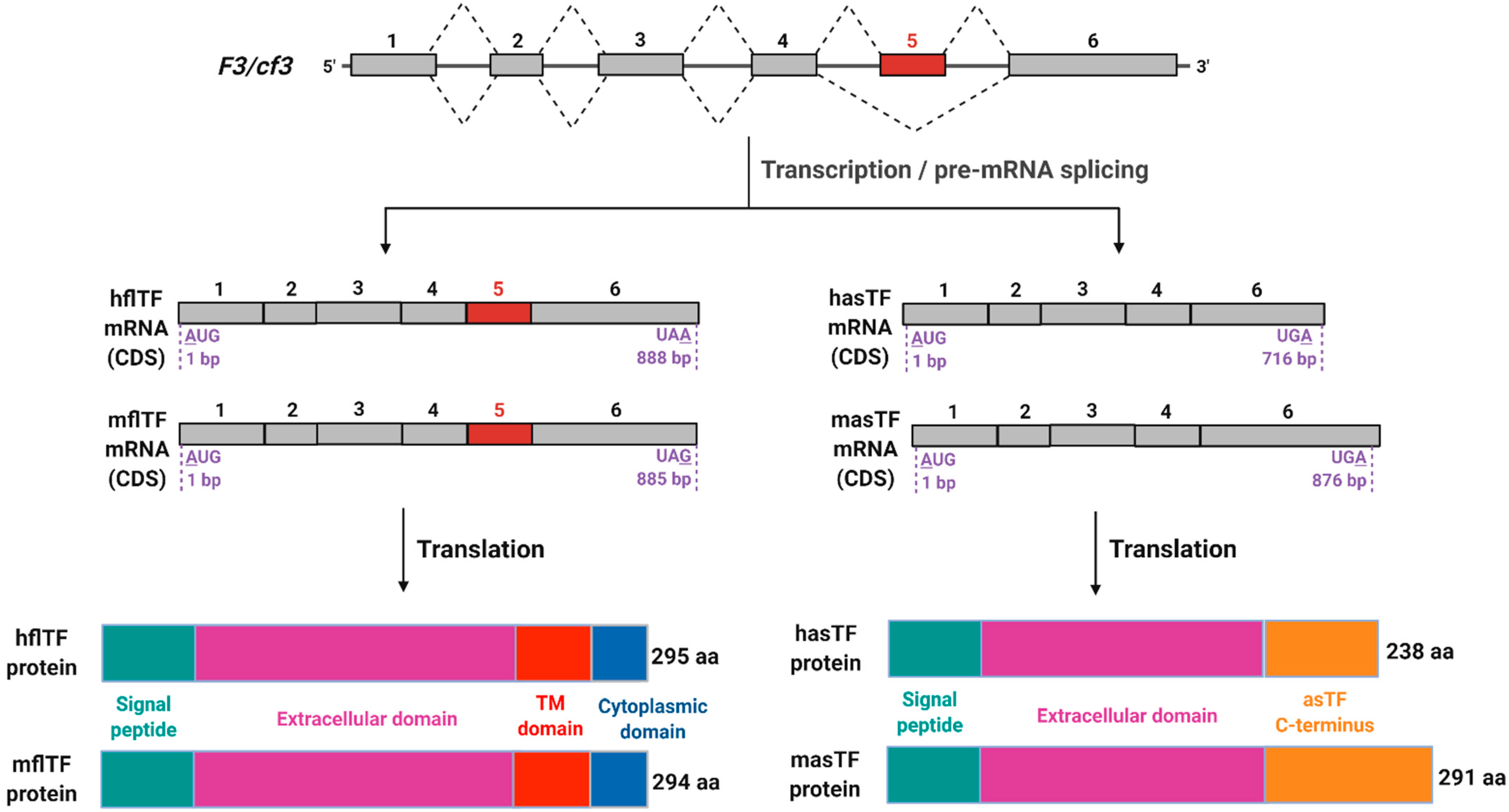 Cancers 13 04652 g001 Cancers 13 04652 g001