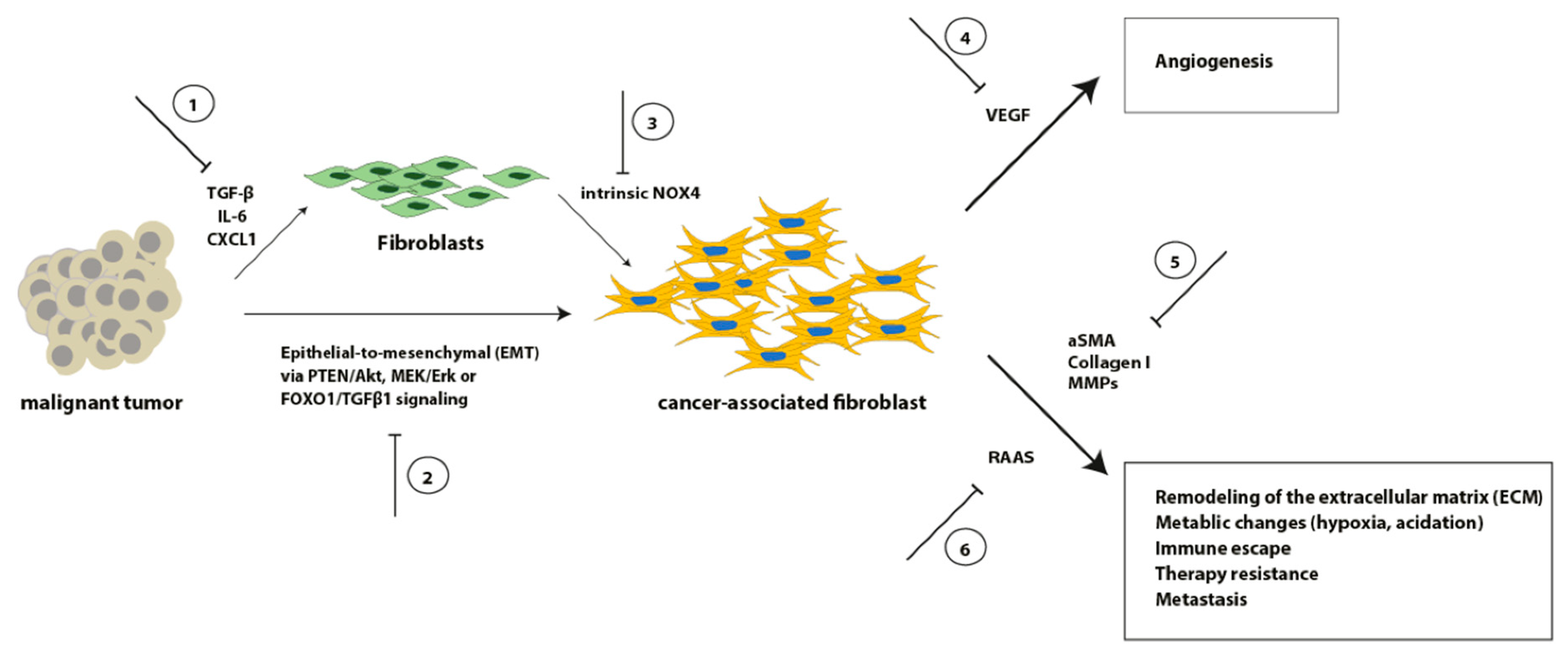 Cancers 13 04678 g002