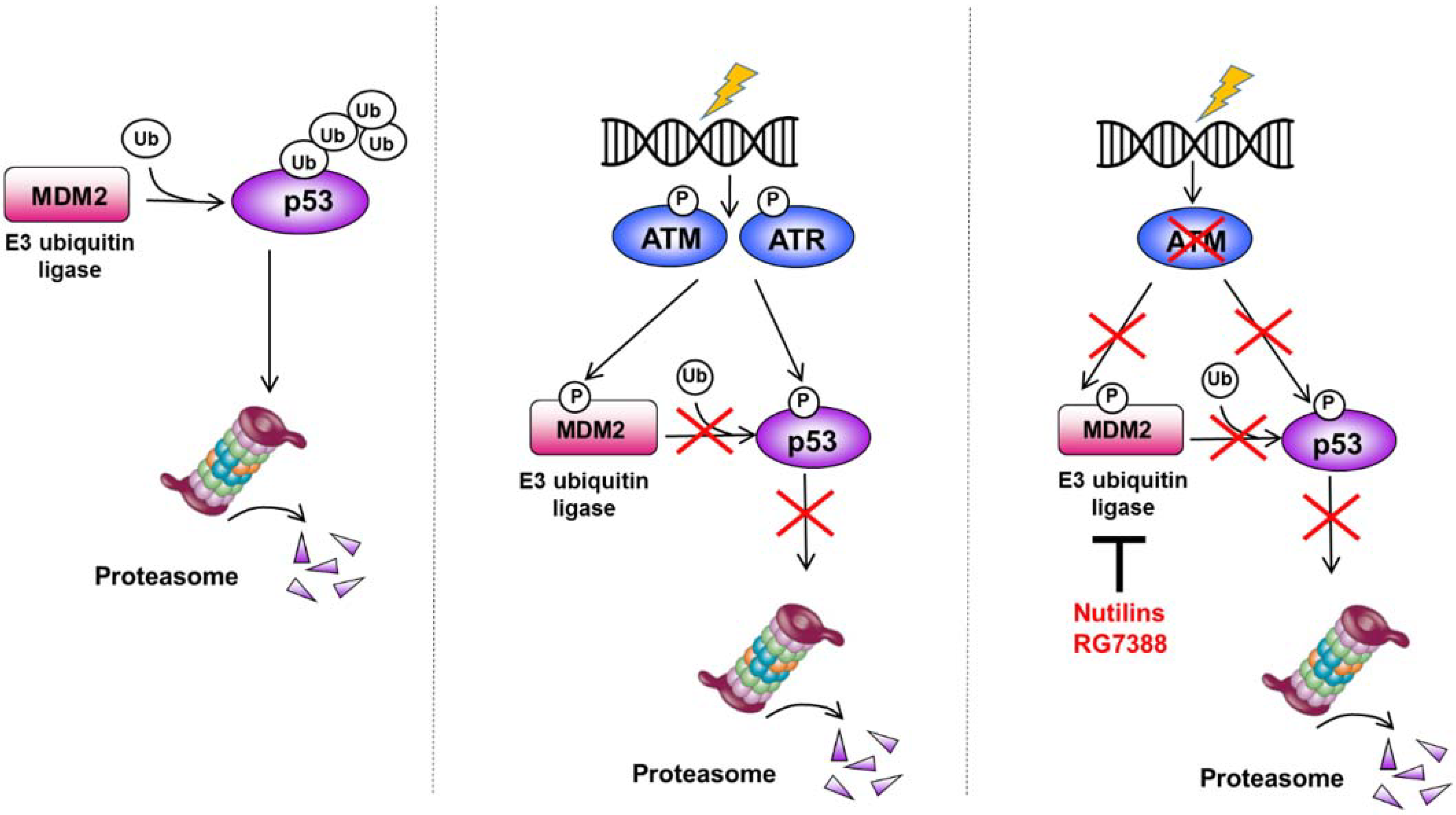 Cancers 13 04681 g001