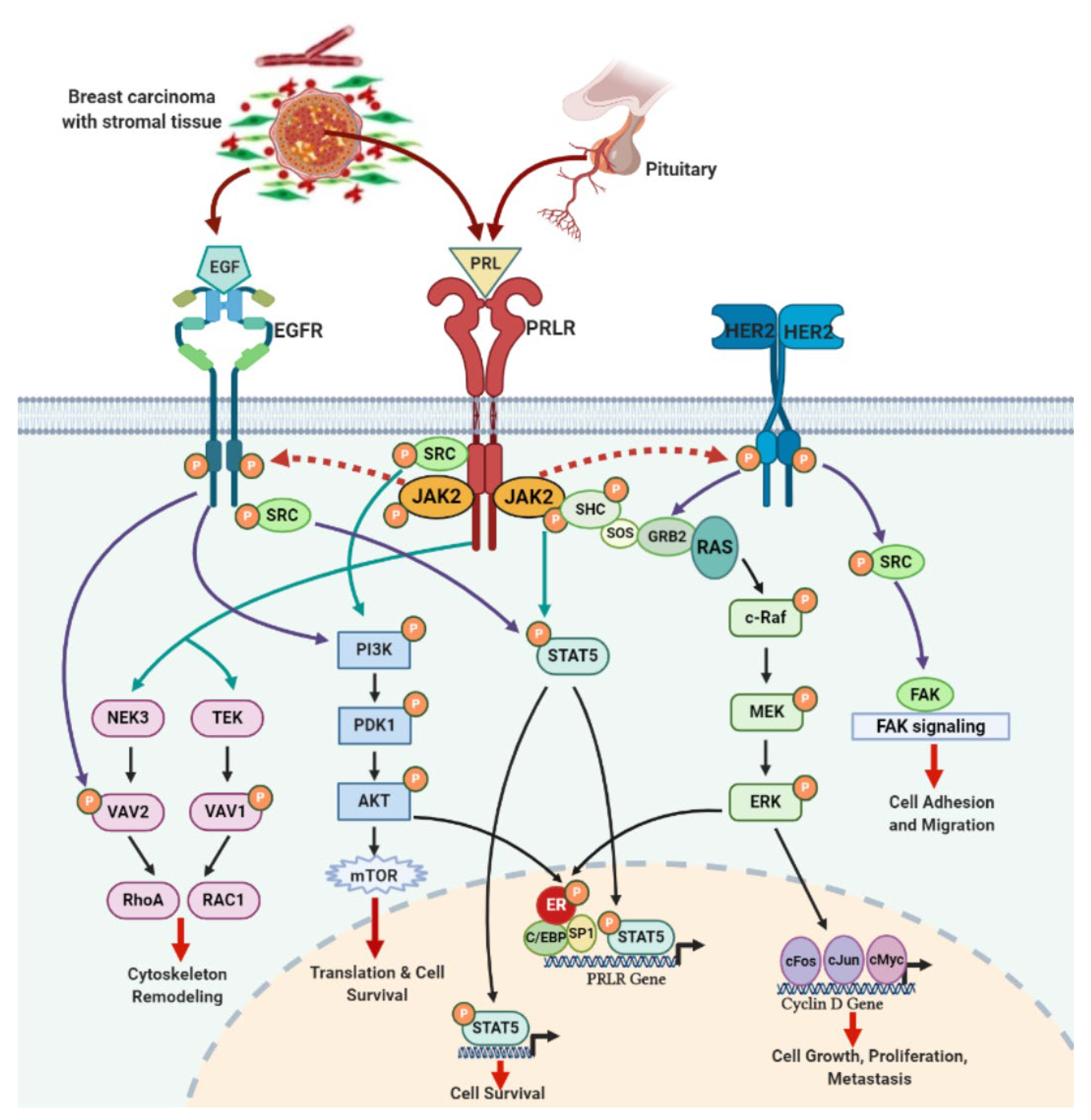 Cancers 13 04685 g003 Cancers 13 04685 g003