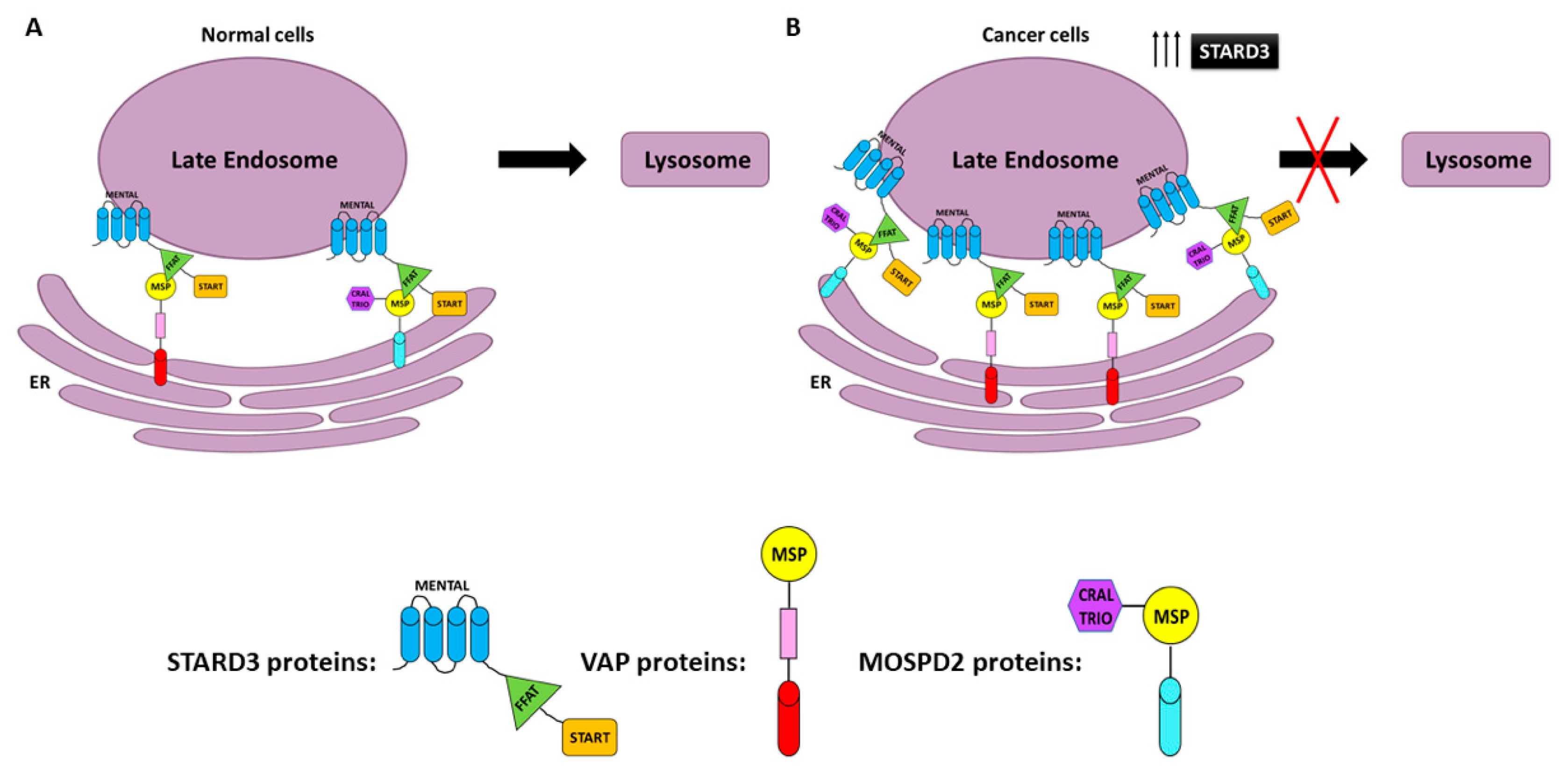 Cancers 13 04693 g003 Cancers 13 04693 g003