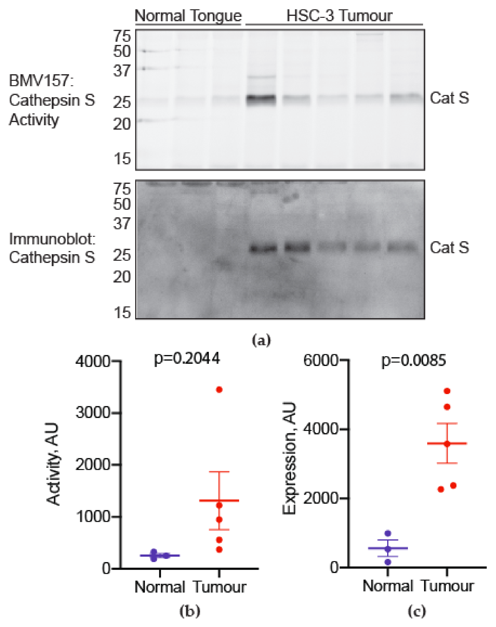 Cancers 13 04697 g005