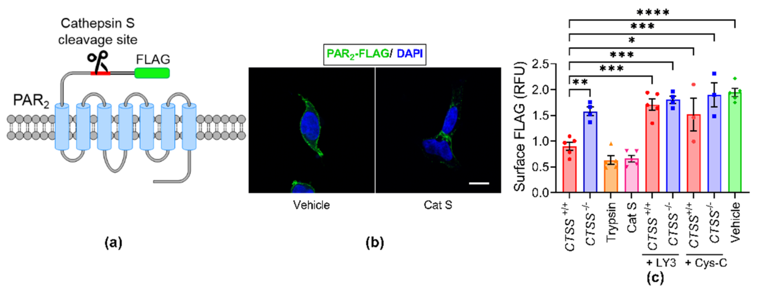 Cancers 13 04697 g007
