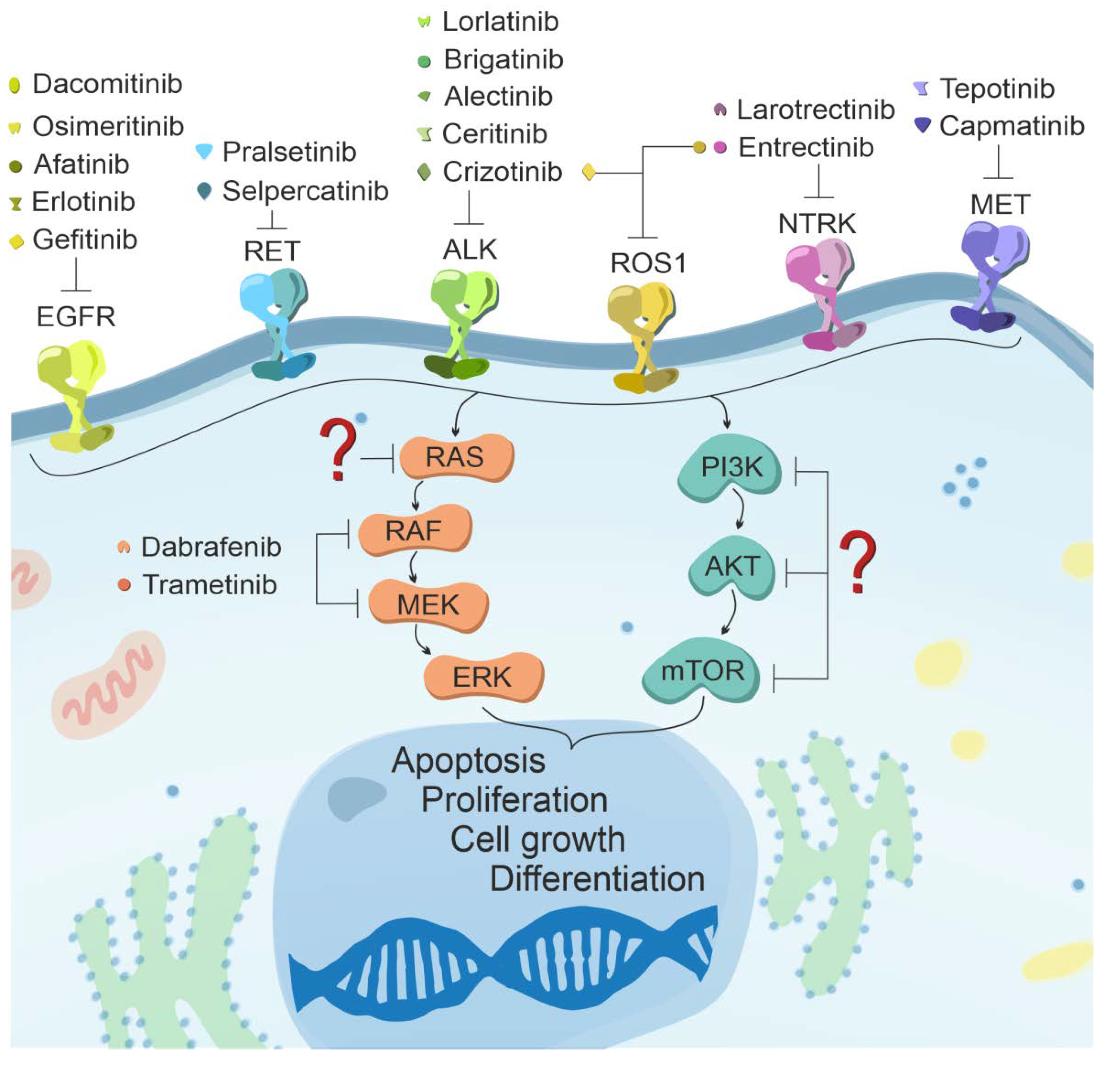 Cancers 13 04705 g004