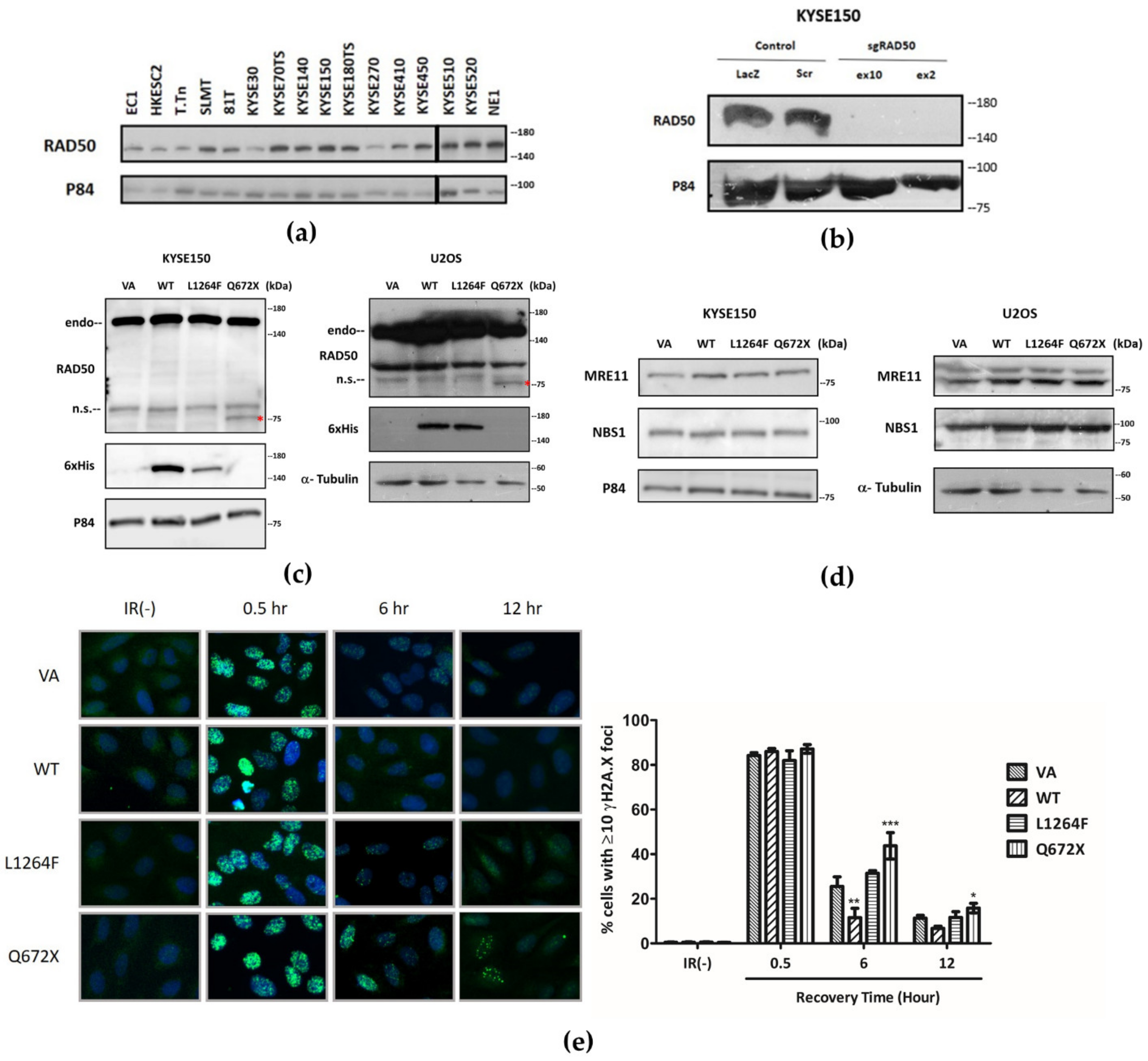 Cancers 13 04715 g003