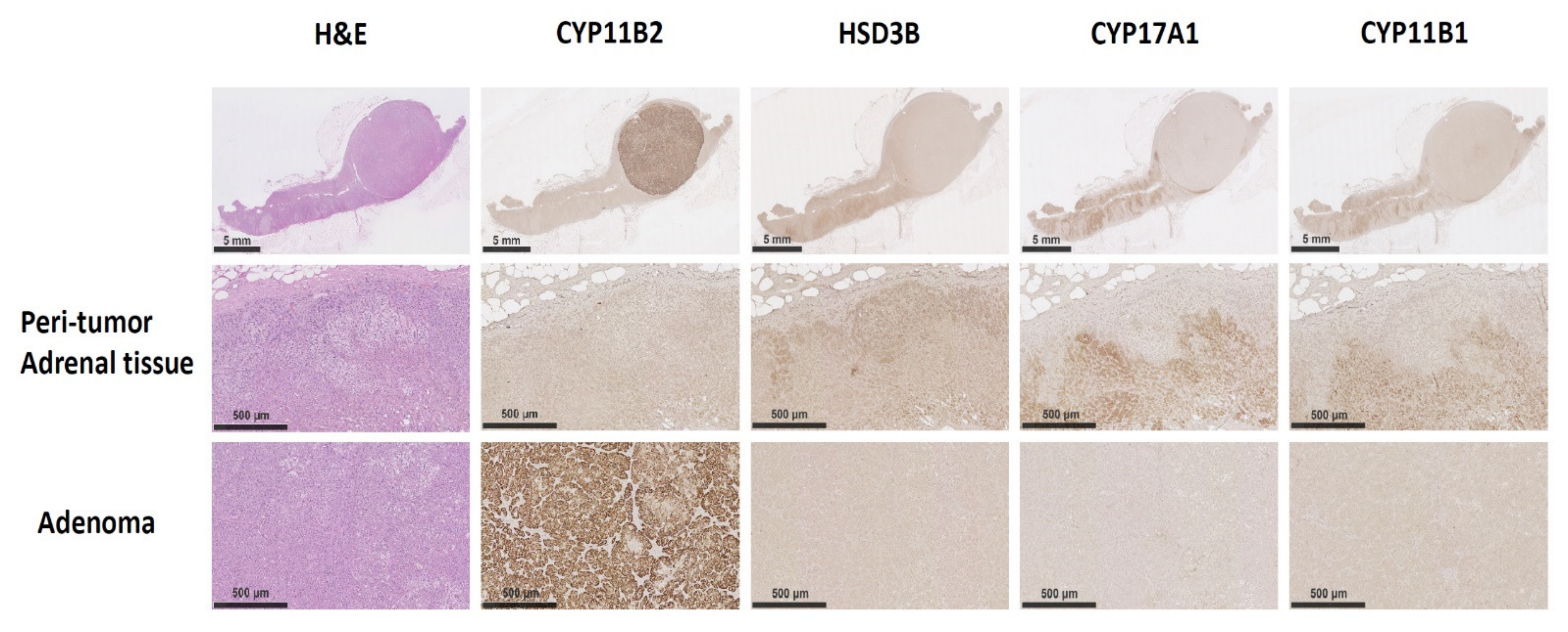 Cancers 13 04729 g002