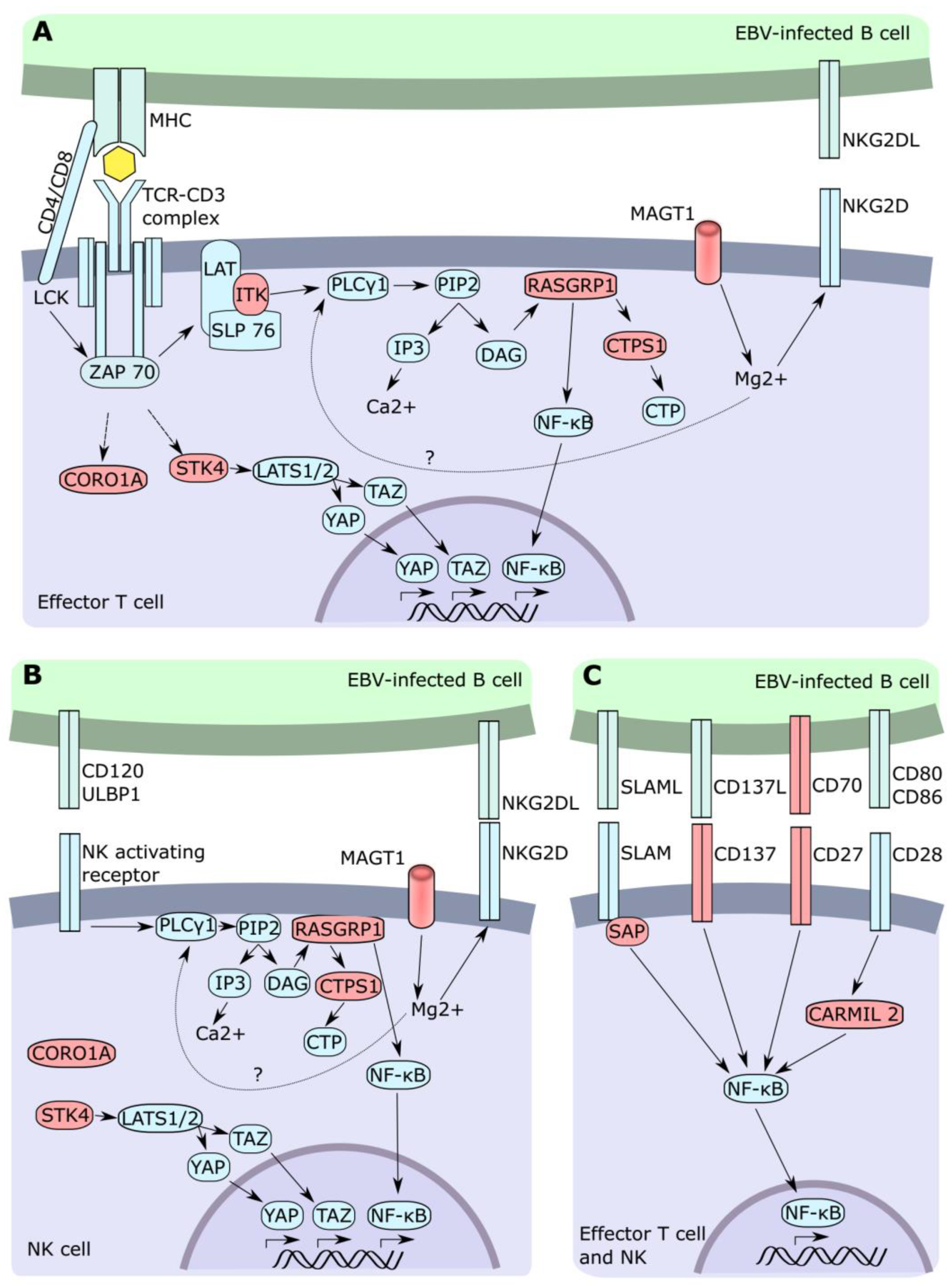 Cancers 13 04752 g001