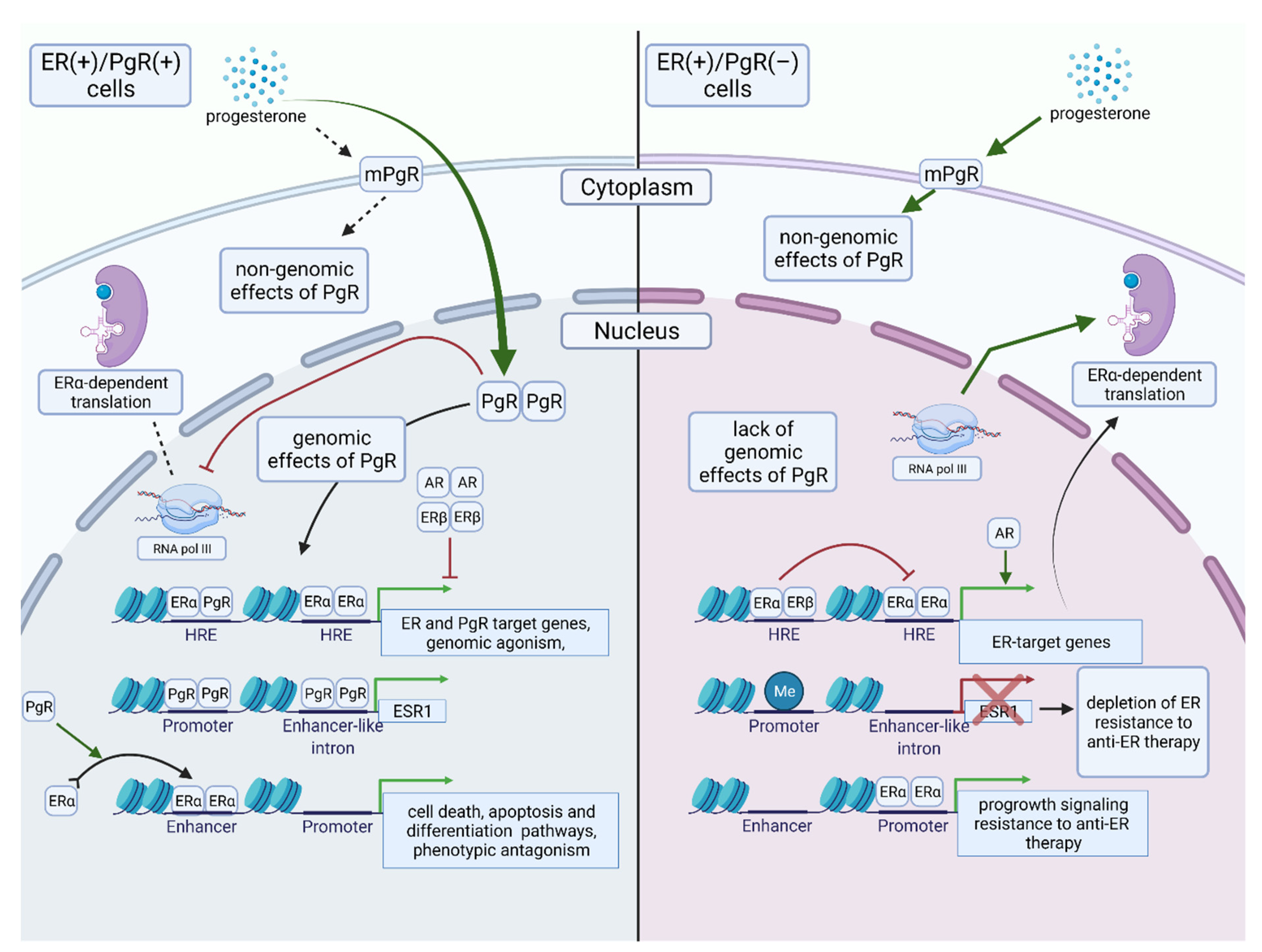 Cancers 13 04755 g003