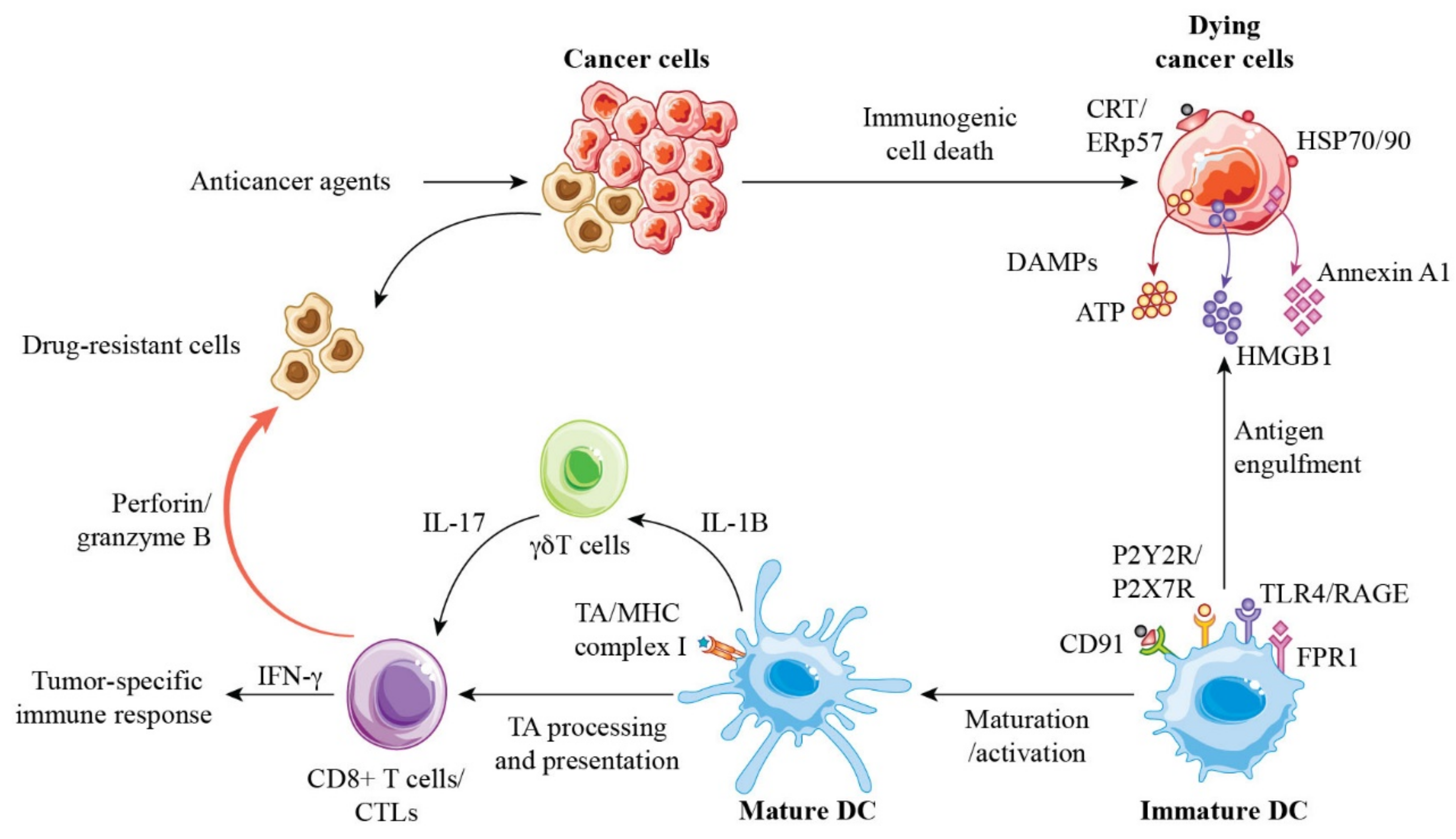 Cancers 13 04756 g002