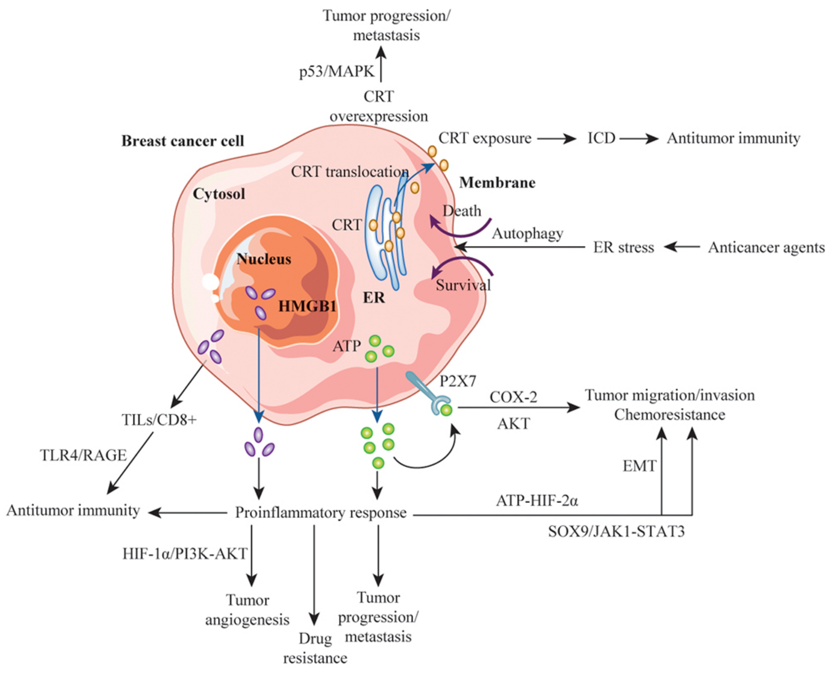 Cancers 13 04756 g003