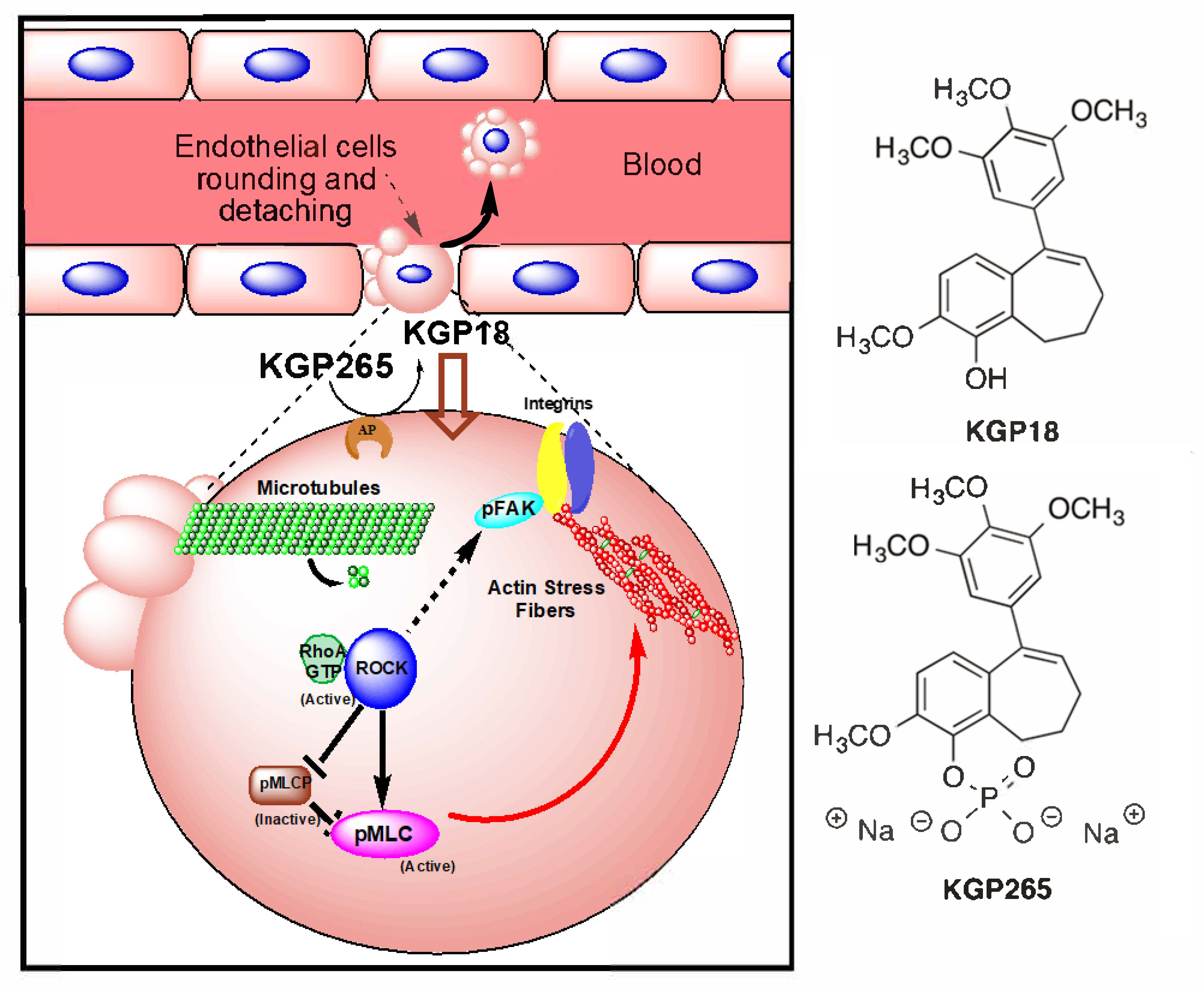 Cancers 13 04769 g001