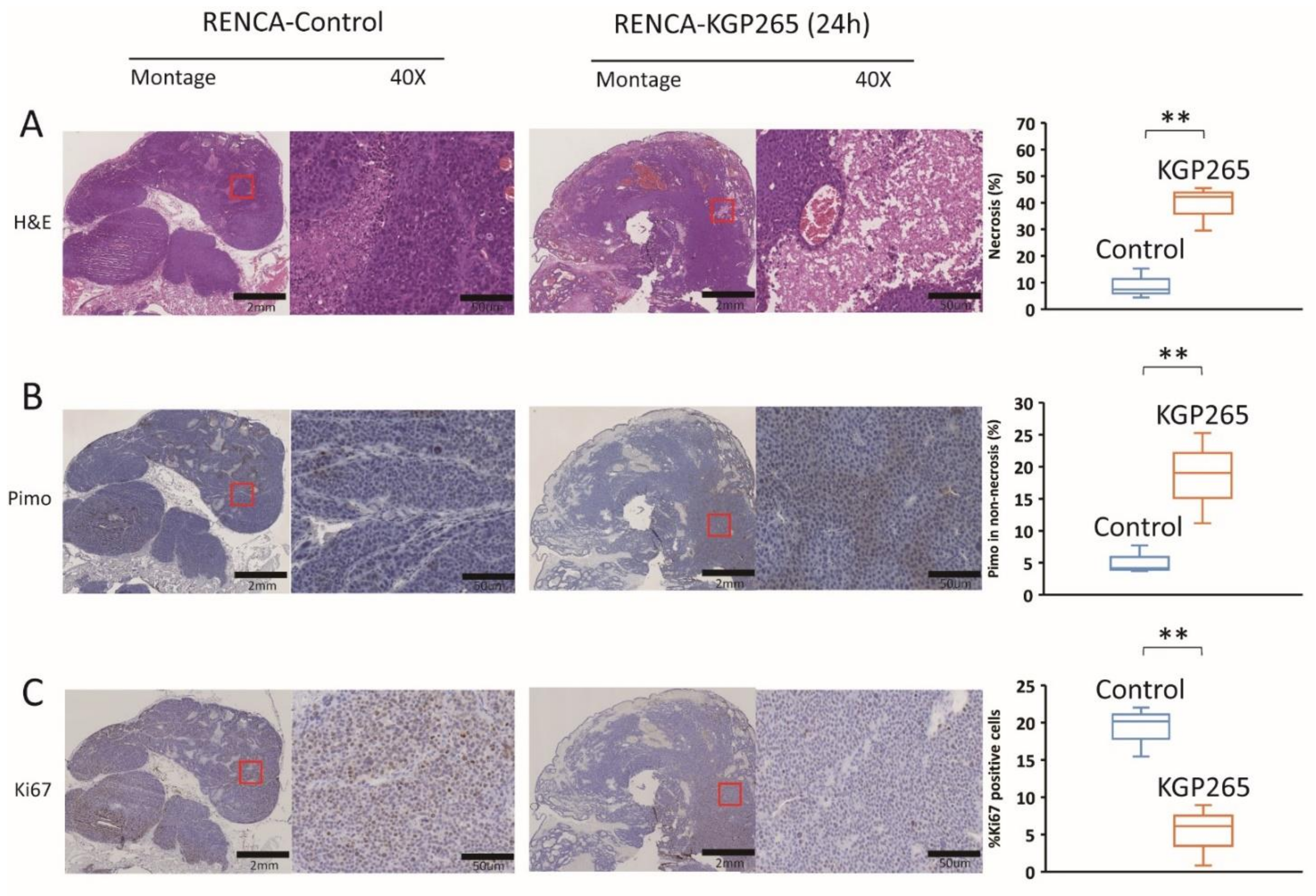 Cancers 13 04769 g008