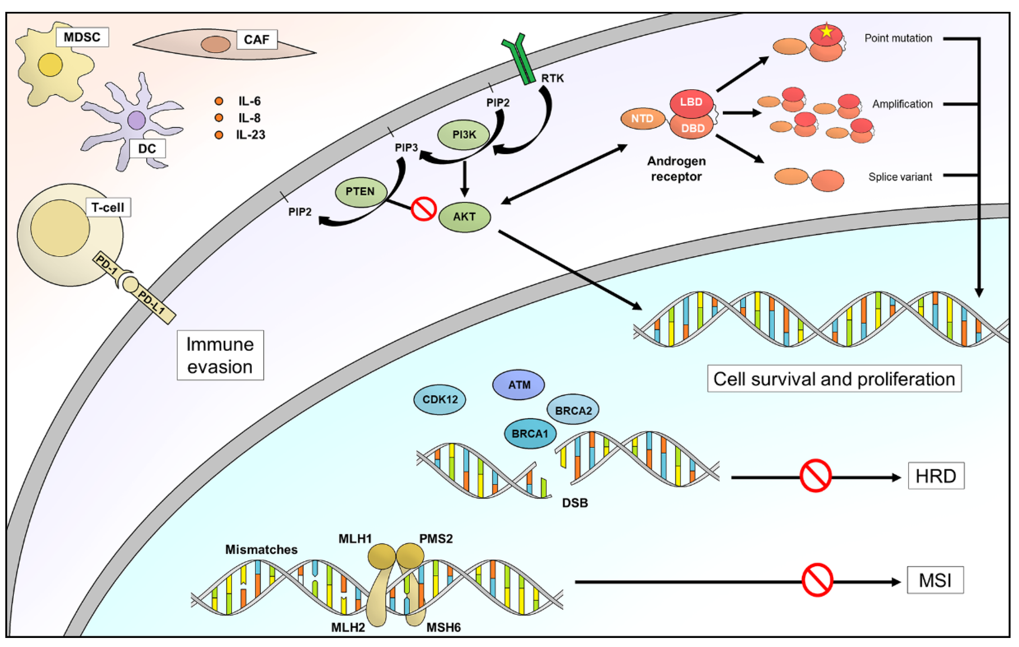 Cancers 13 04771 g001