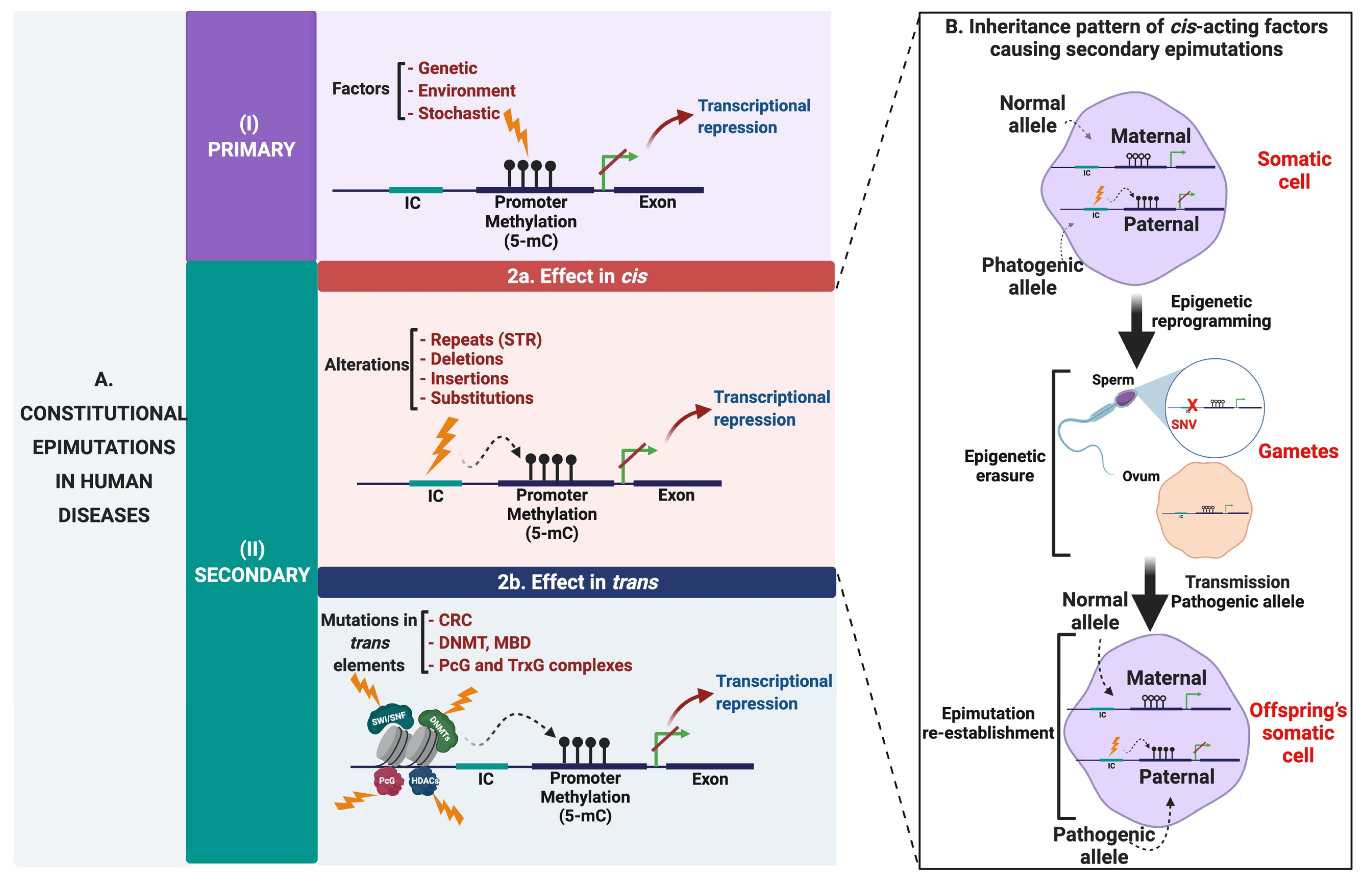 Cancers 13 04807 g004