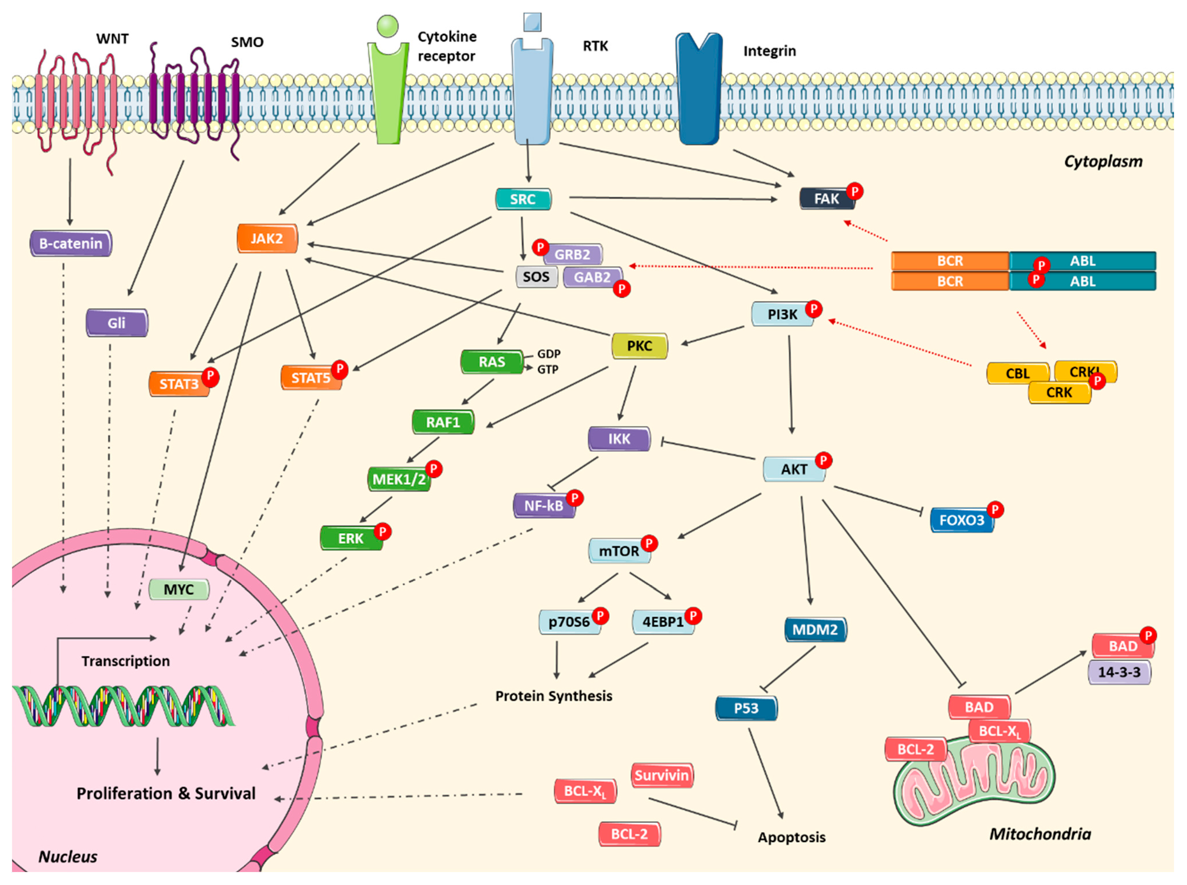 Cancers 13 04820 g002