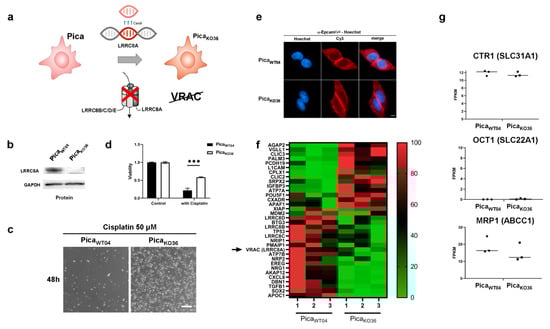 Cancers 13 04831 g002