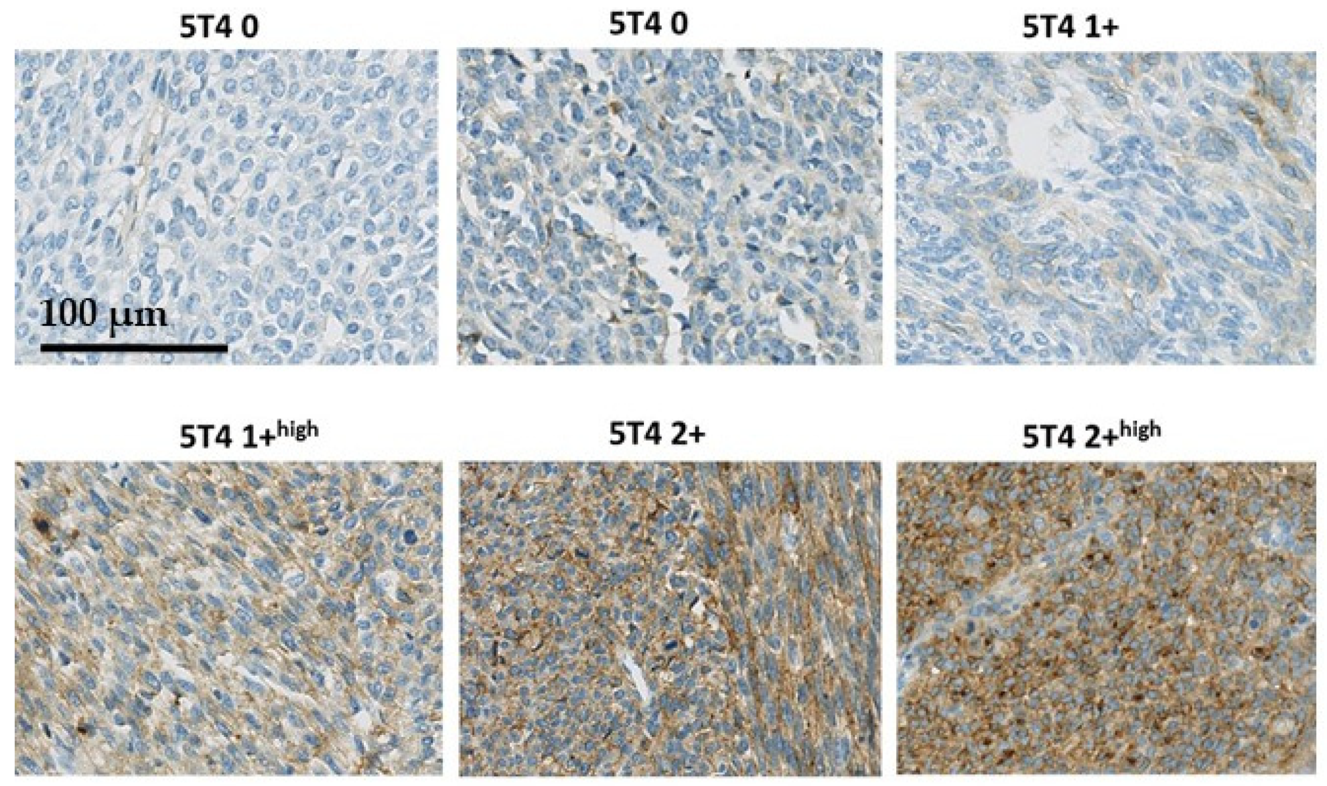 Cancers 13 04841 g001