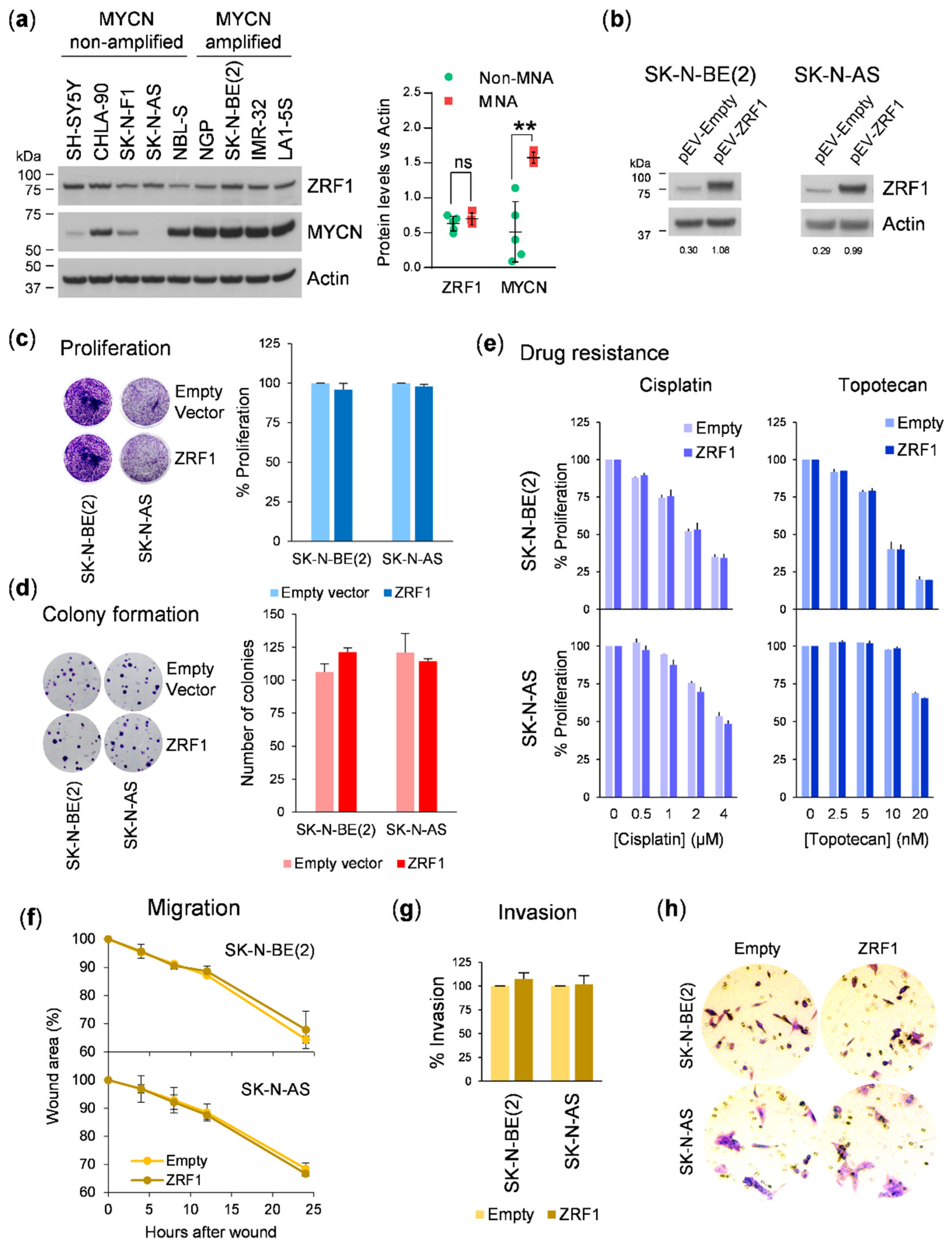 Cancers 13 04845 g003