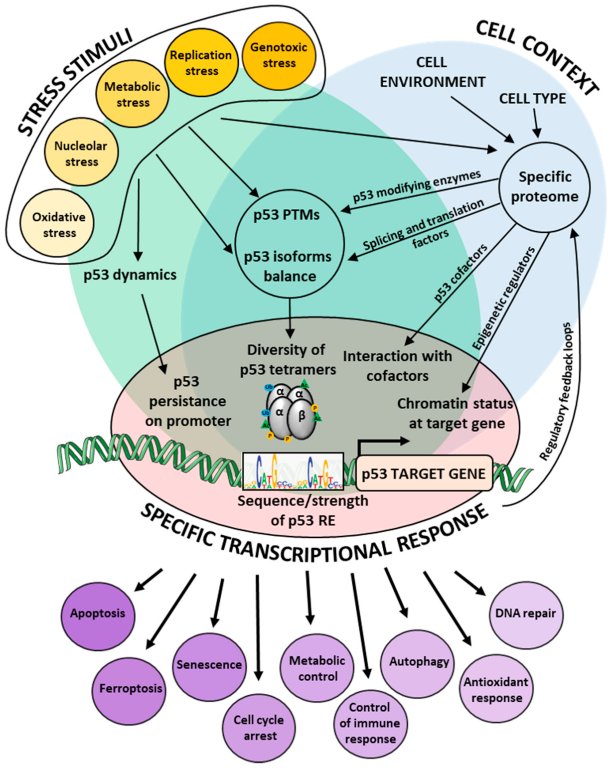 Cancers 13 04850 g001