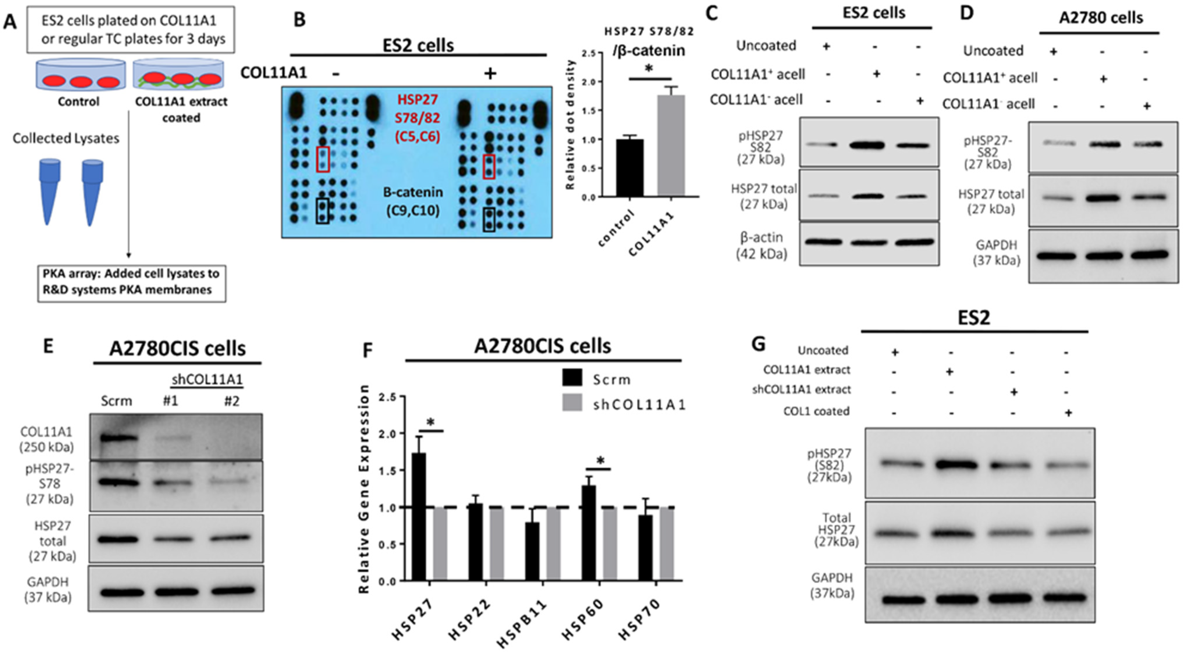 Cancers 13 04855 g001