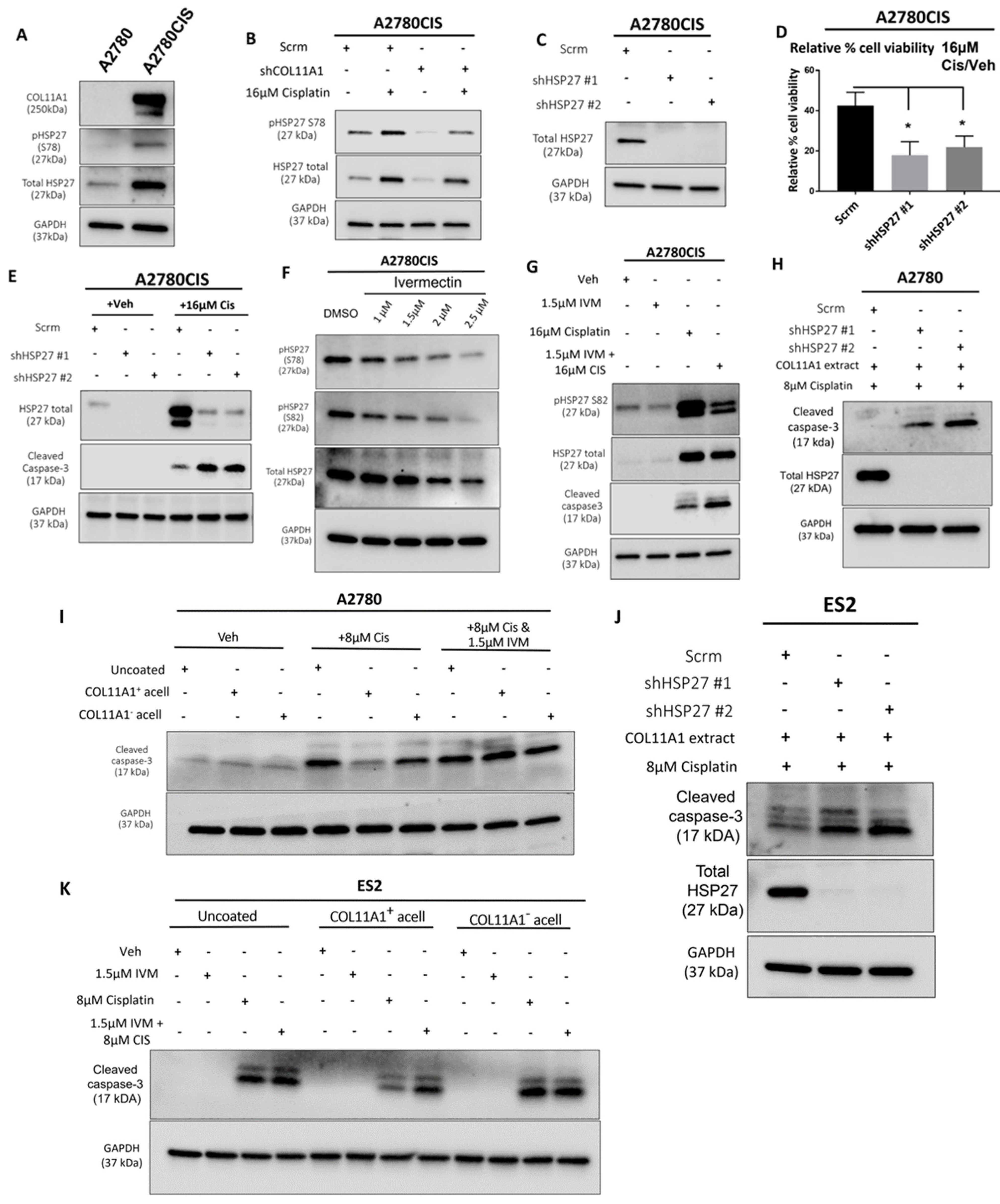Cancers 13 04855 g003