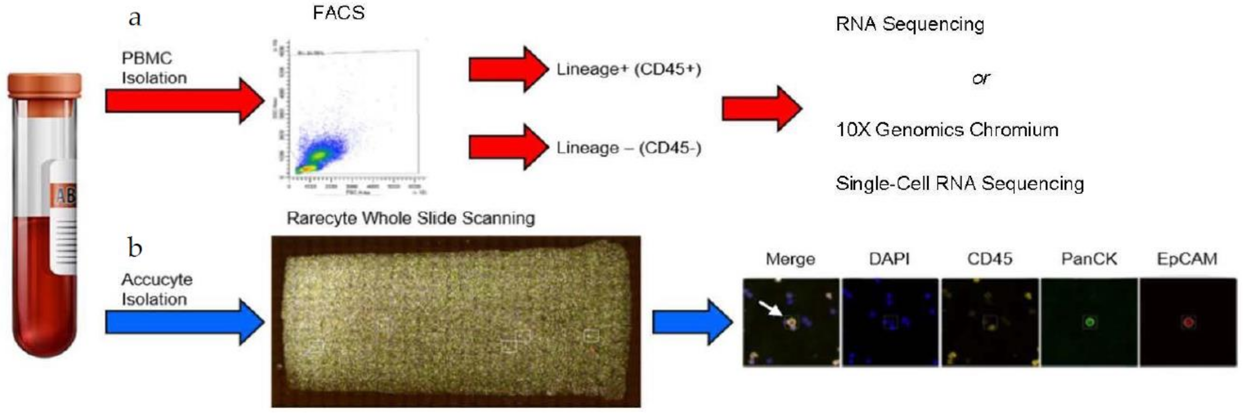 Cancers 13 04885 g001