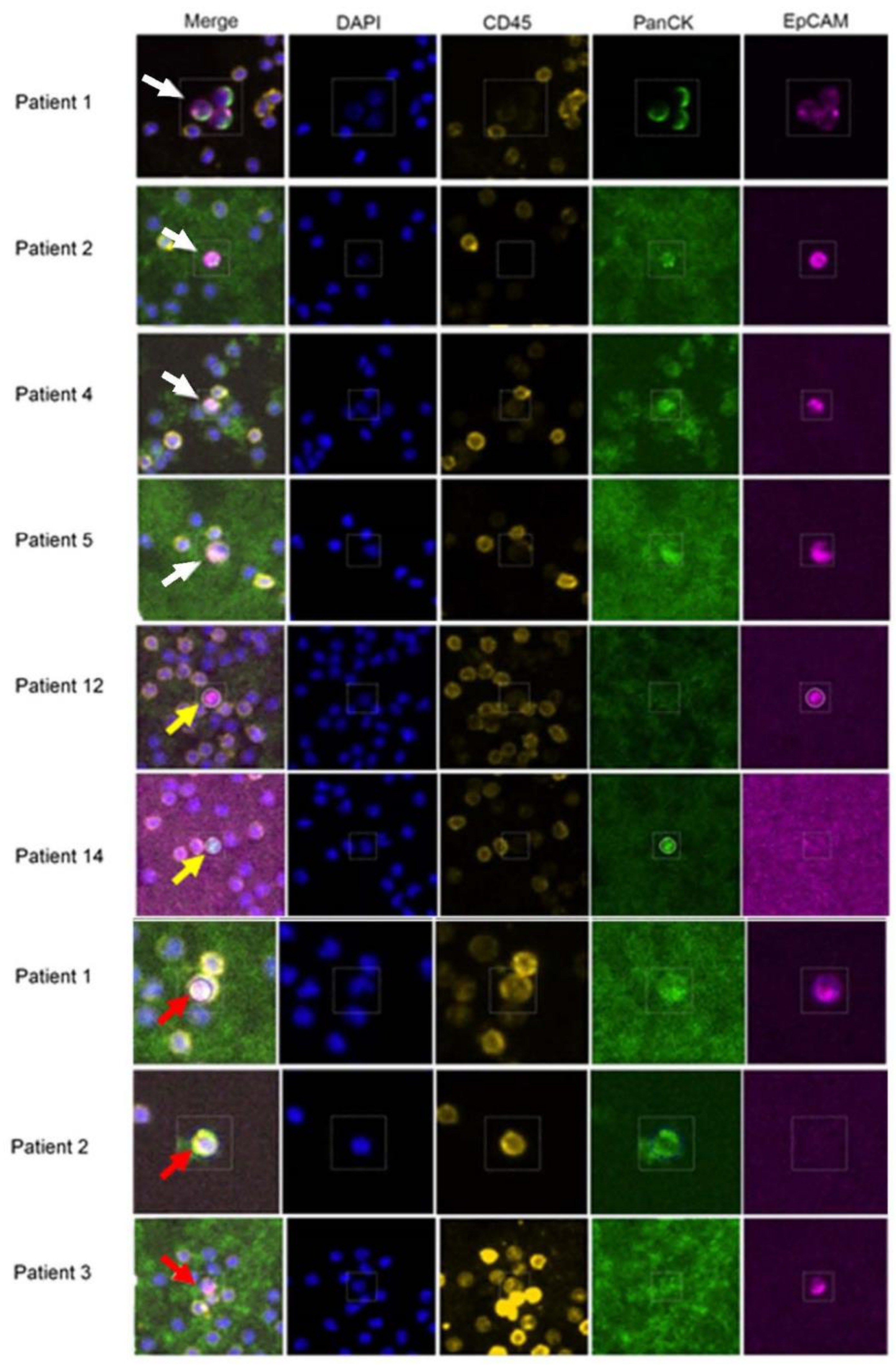 Cancers 13 04885 g002