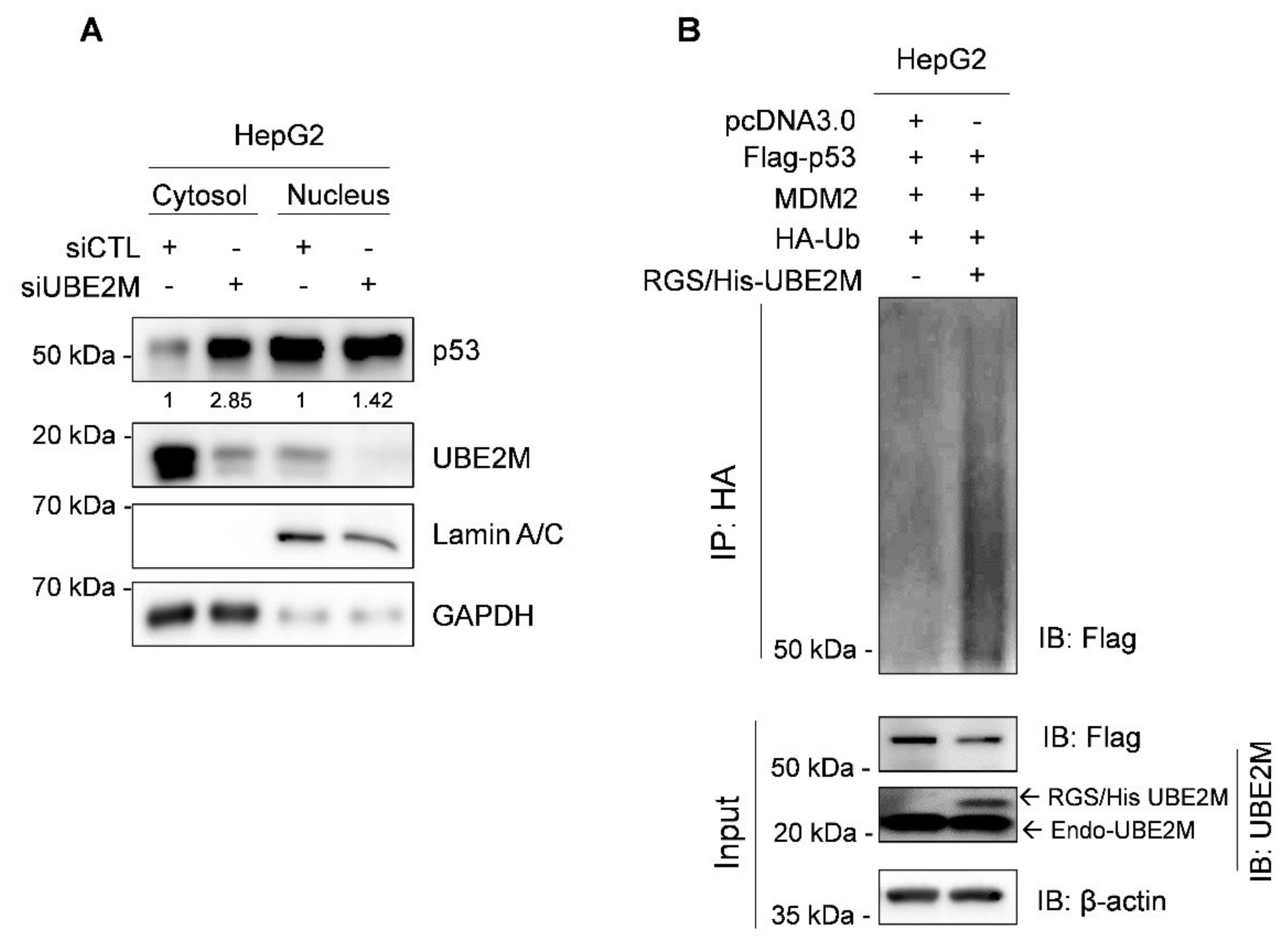 Cancers 13 04901 g004