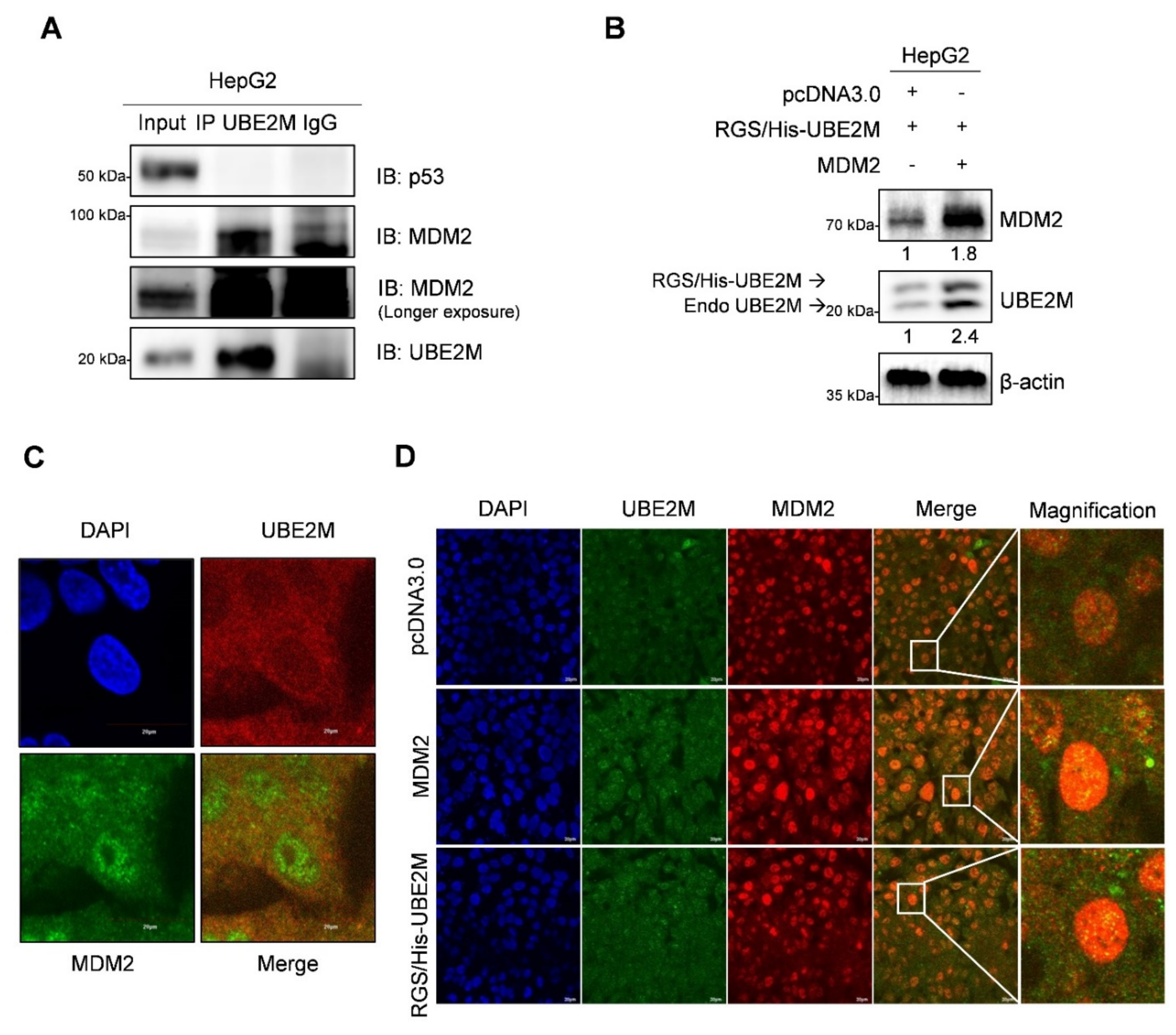 Cancers 13 04901 g005